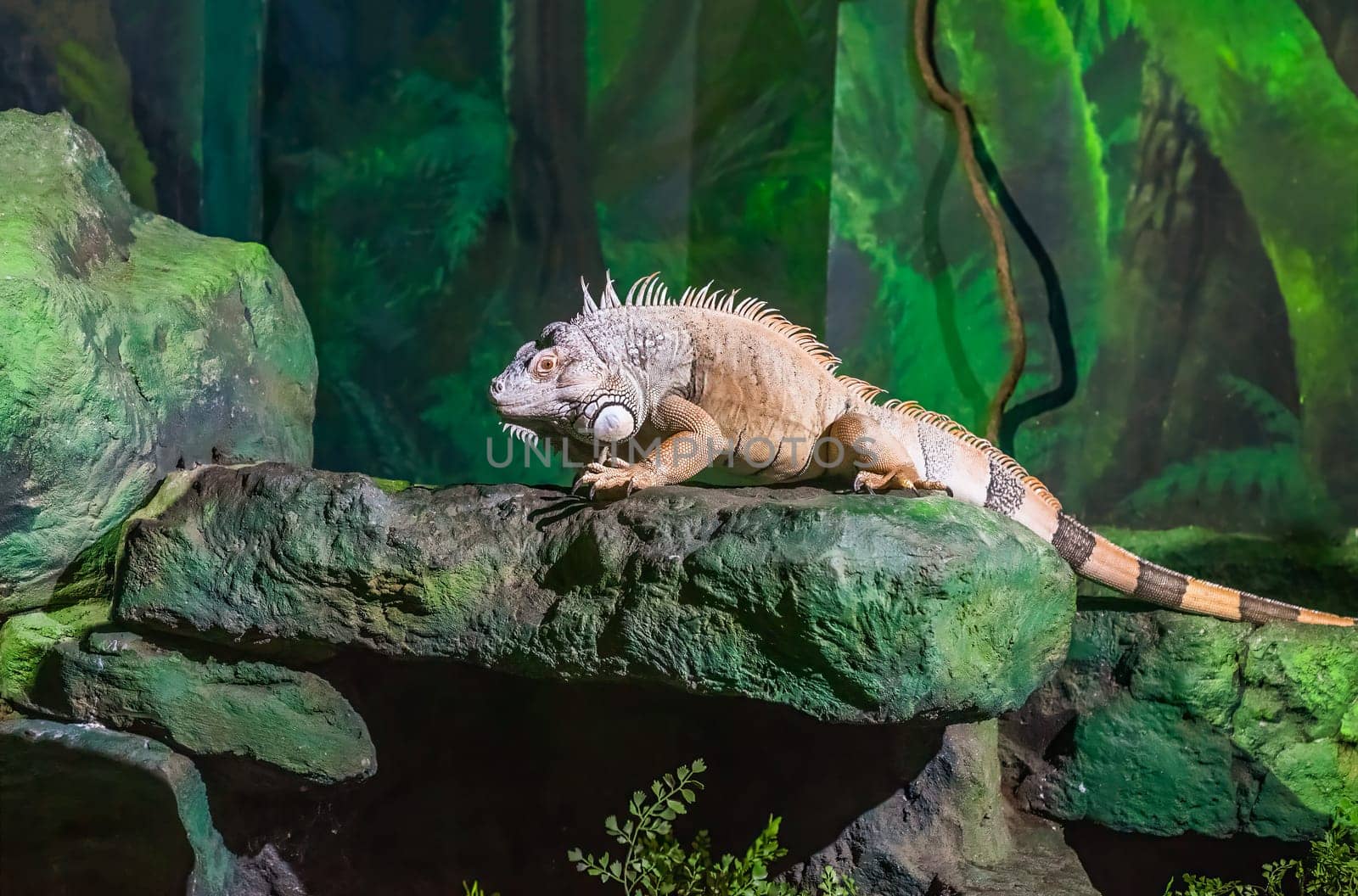 the green iguana, also known as the American iguana or the common green iguana sitting on the tree