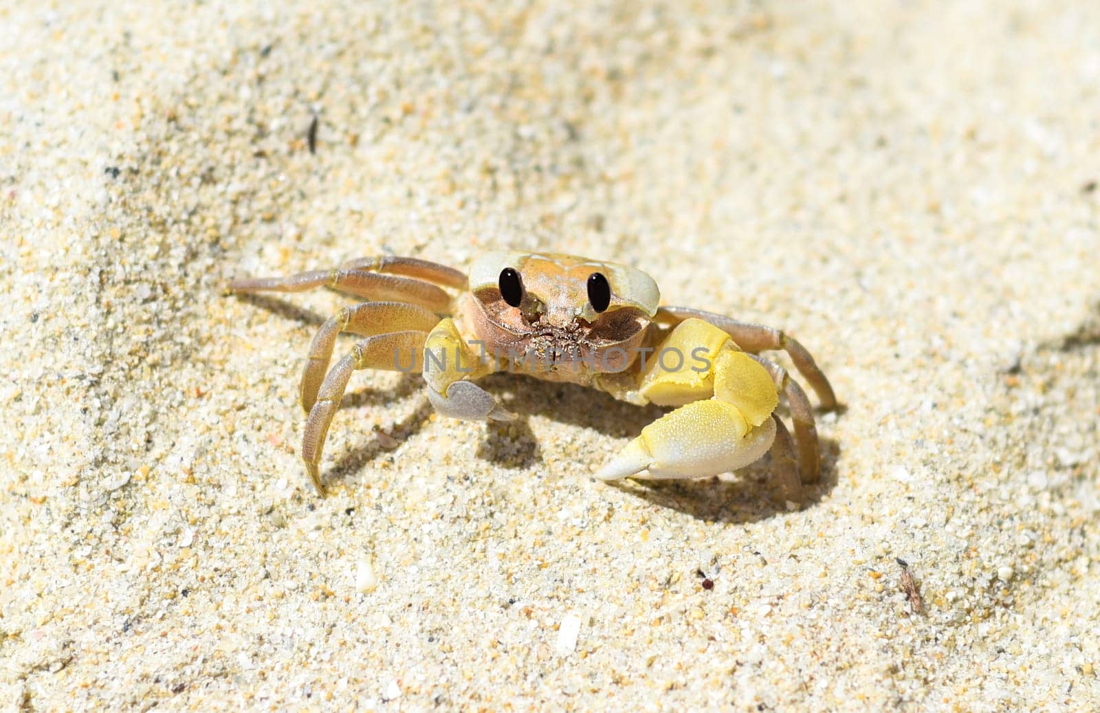 Atlantic ghost crab at Doc Let beach in Vietnam