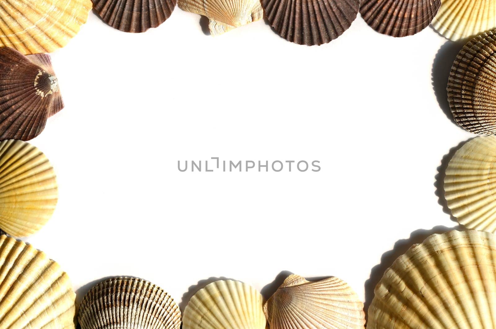 Marine frame made of Japanese sea scallop seashells