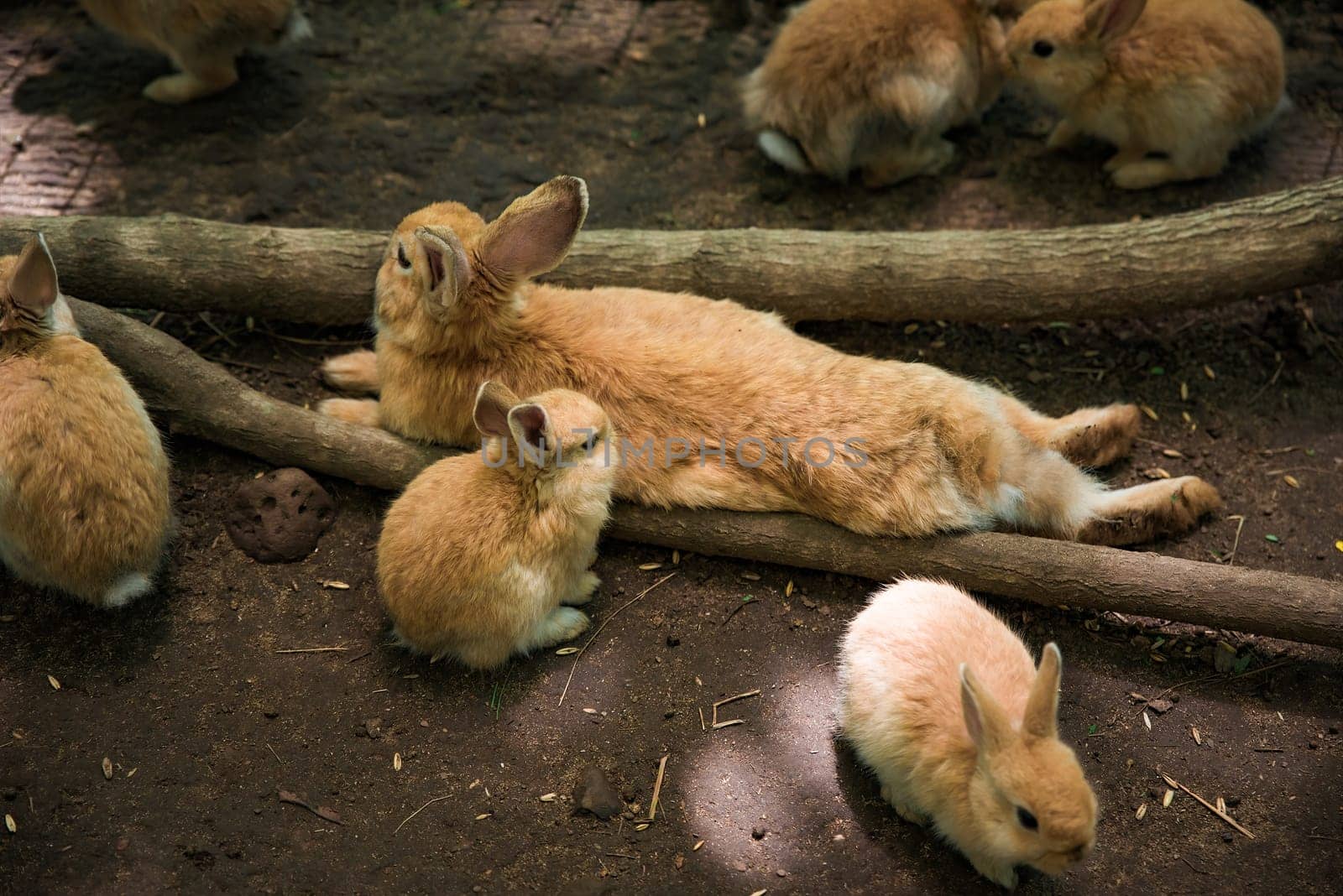 Mother domestic rabbit 
 (Oryctolagus cuniculus domesticus) with small her babies