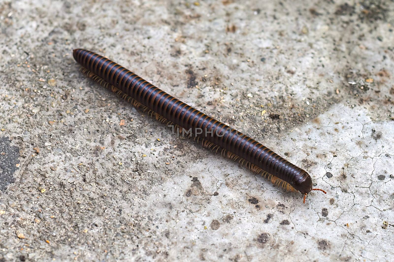 Сentipede in Vietnamese rain forest