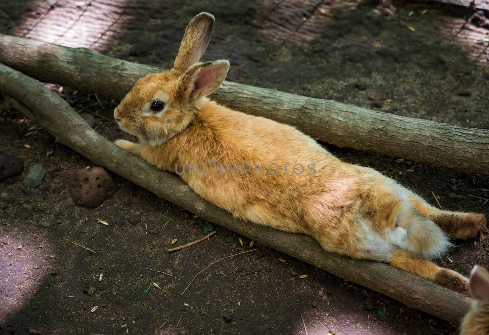 Mother domestic rabbit 
 (Oryctolagus cuniculus domesticus) with small her babies