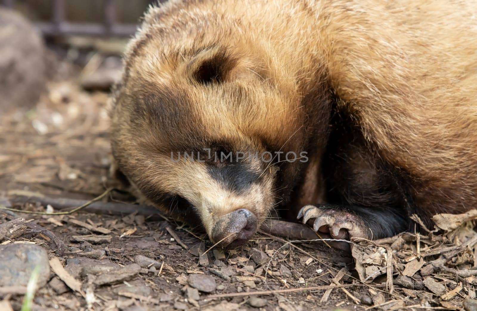 The Japanese badger (Meles anakuma) sleeping, close up