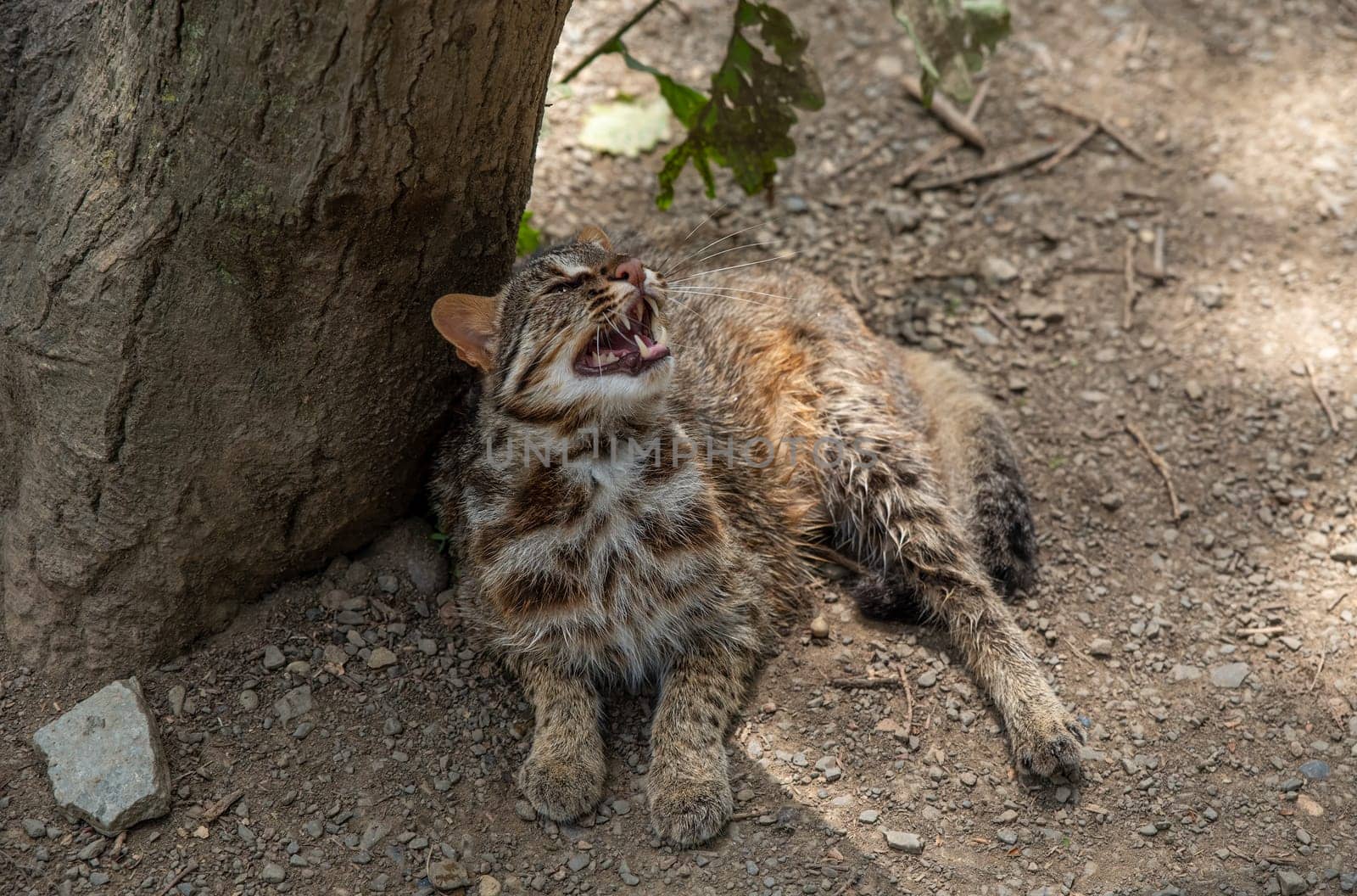 The Amur leopard cat (Prionailurus bengalensis euptilura) living in russian forest, Far East.