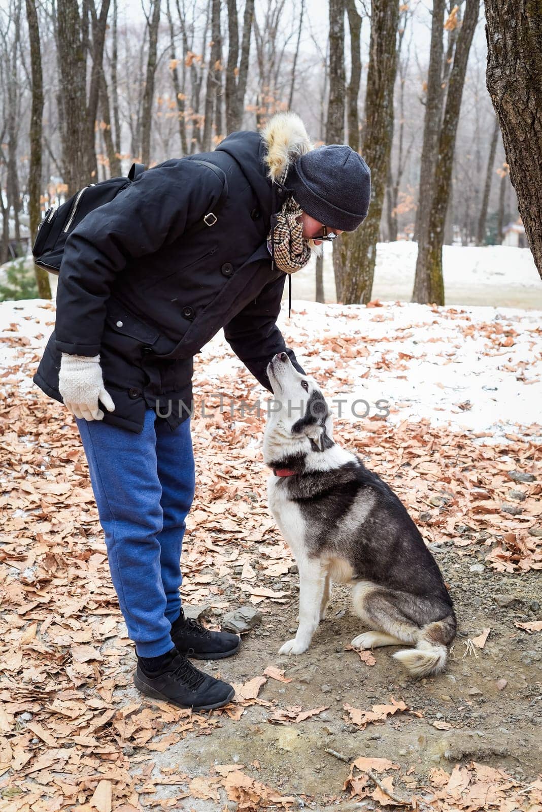 Siberian husky playing with owner against winter background in Russian forest