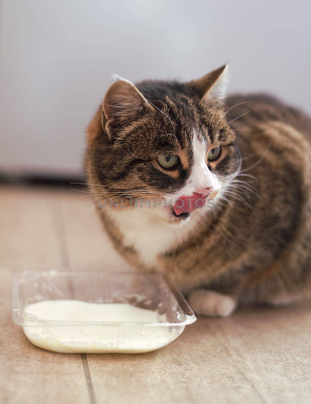 Domestic cat drinking milk from a bowl