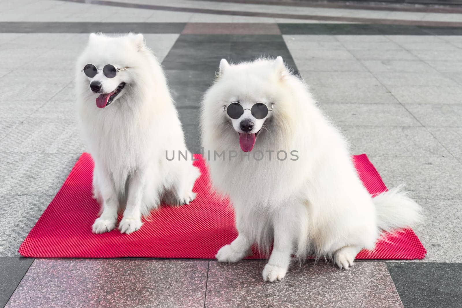 Two samoyed dogs in sunglasses sitting in Vietnam