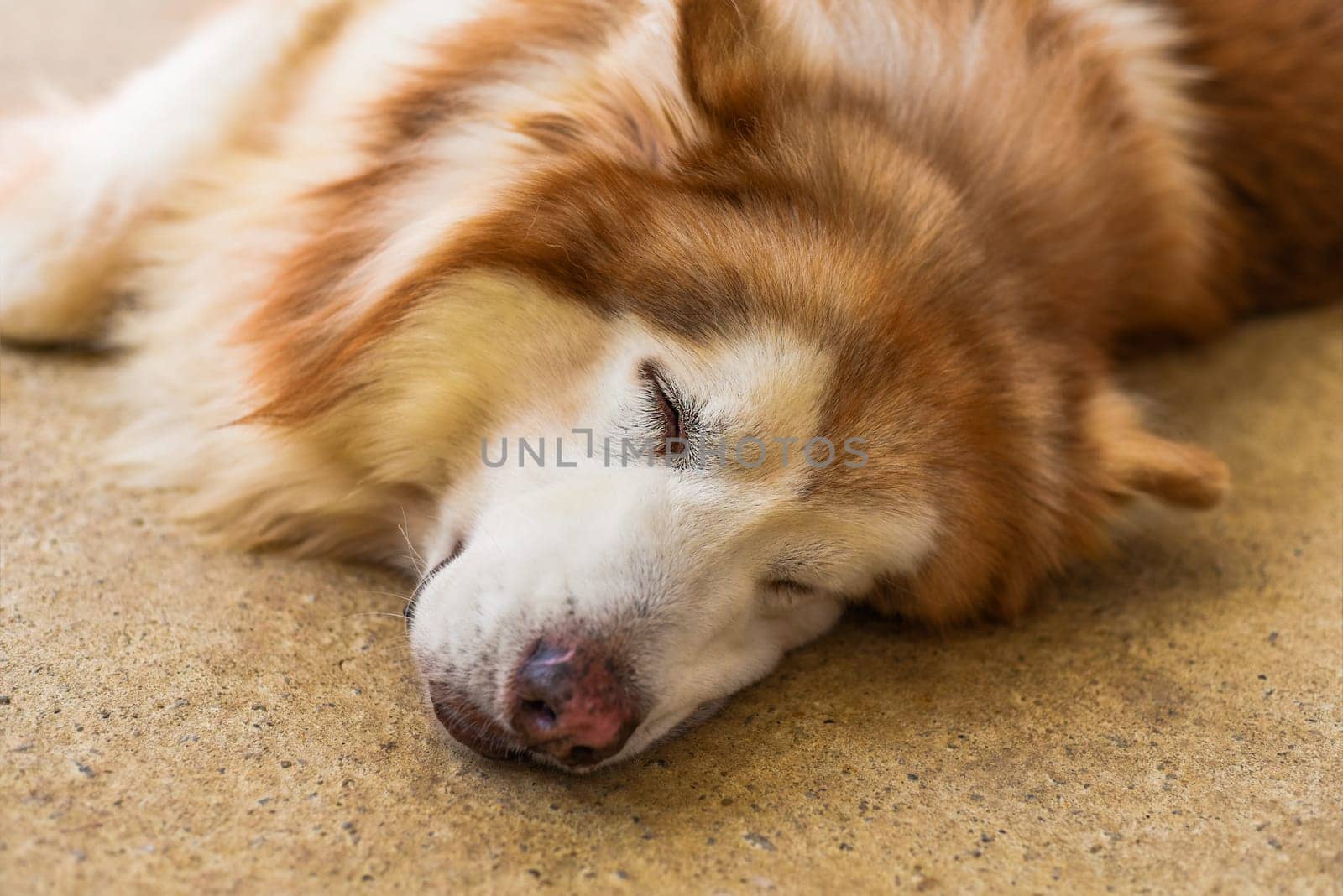Sleepy Malamute dog laying on the sand with closed eyes
