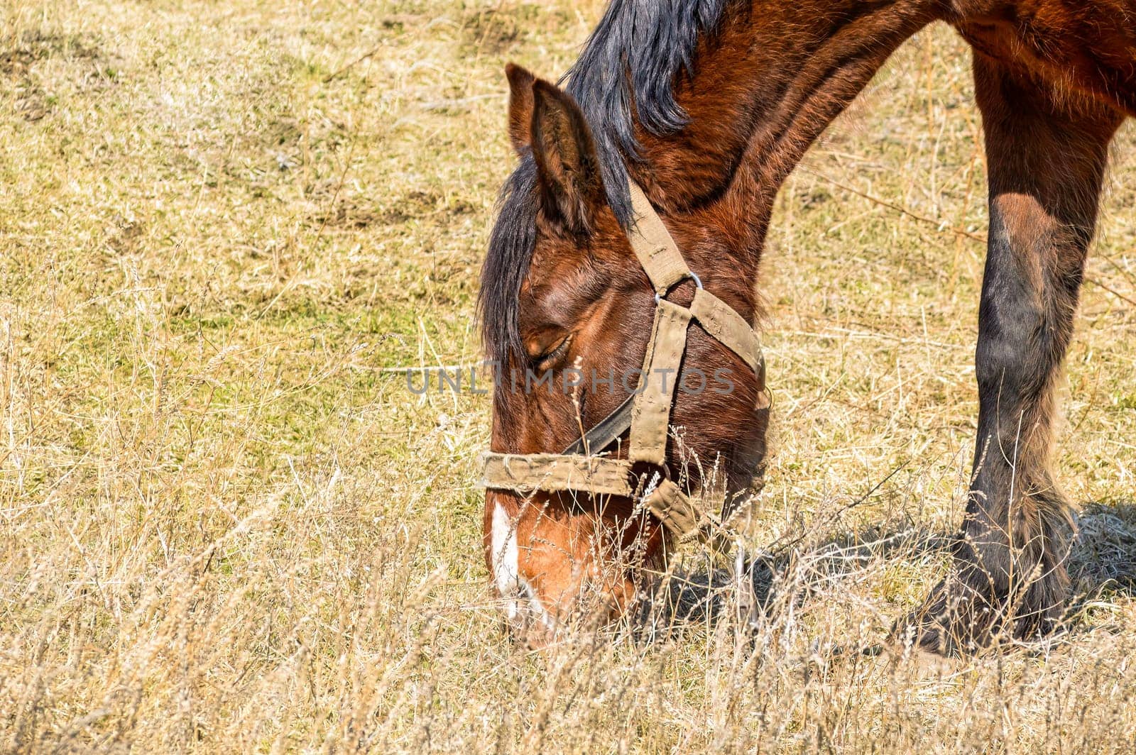 Brown adult horse with black fringe and mane eating grass in the meadow on an early spring day