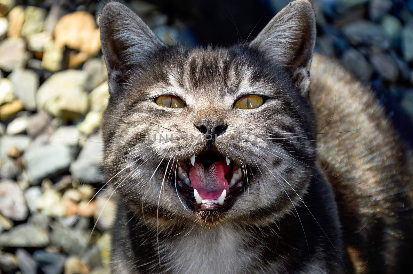 Portrait of 1 year old black cat with gray stripes meowing and asking food