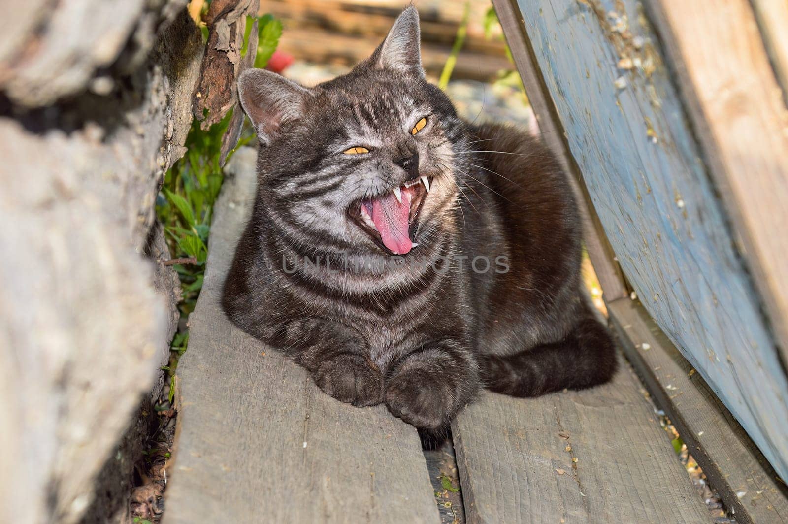 Yawning gray cat lies outside