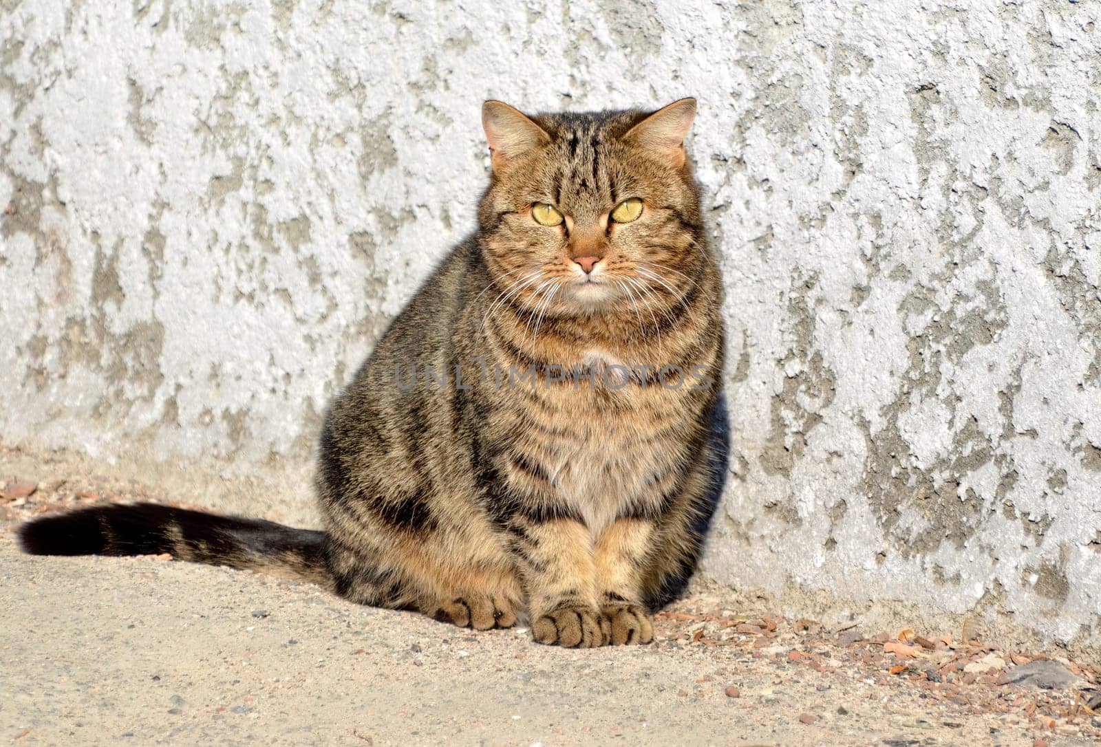 Stray tabby mongrel cat with yellow eyes, sitting and looking into the camera