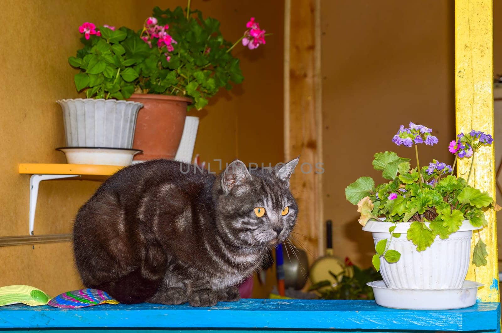 Dark gray cat laying next to flowers of  geranium on the veranda of village house. home furnishings