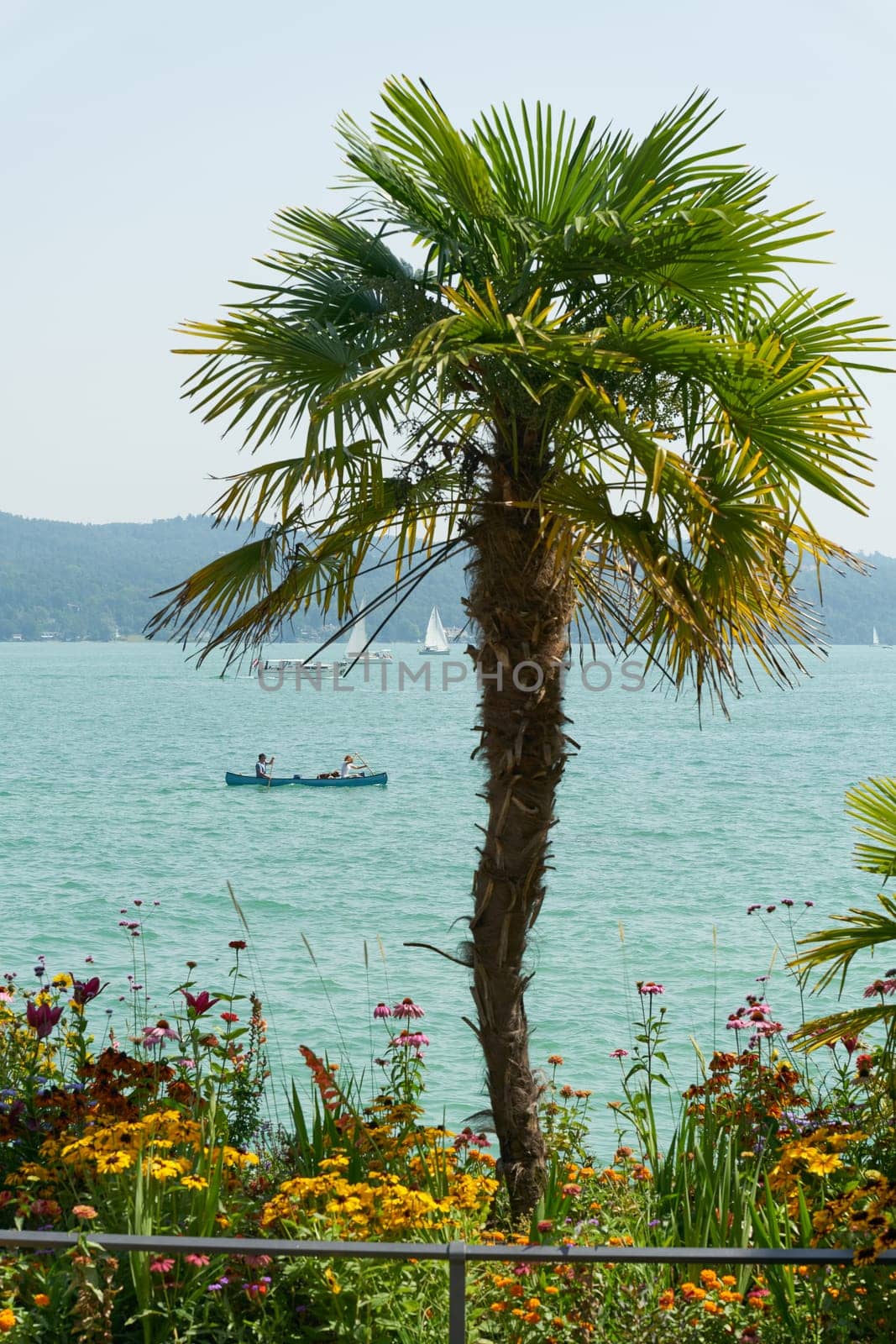 Mainau, Germany – July 31, 2024: Palm tree on the shore of Lake Constance on the island of Mainau. Boats and ships in the background.
