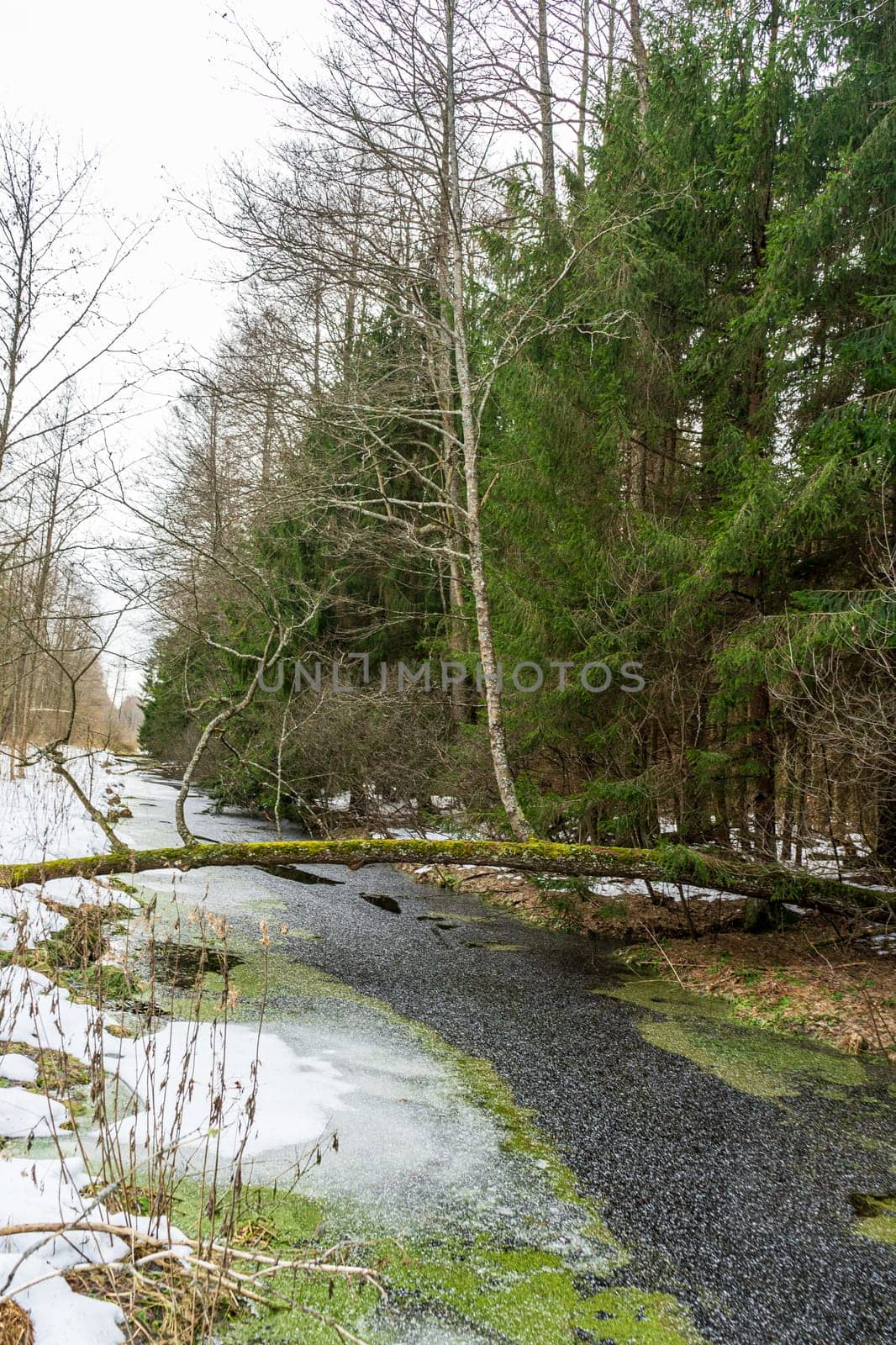 Winter landscape spruce forest frozen brook.