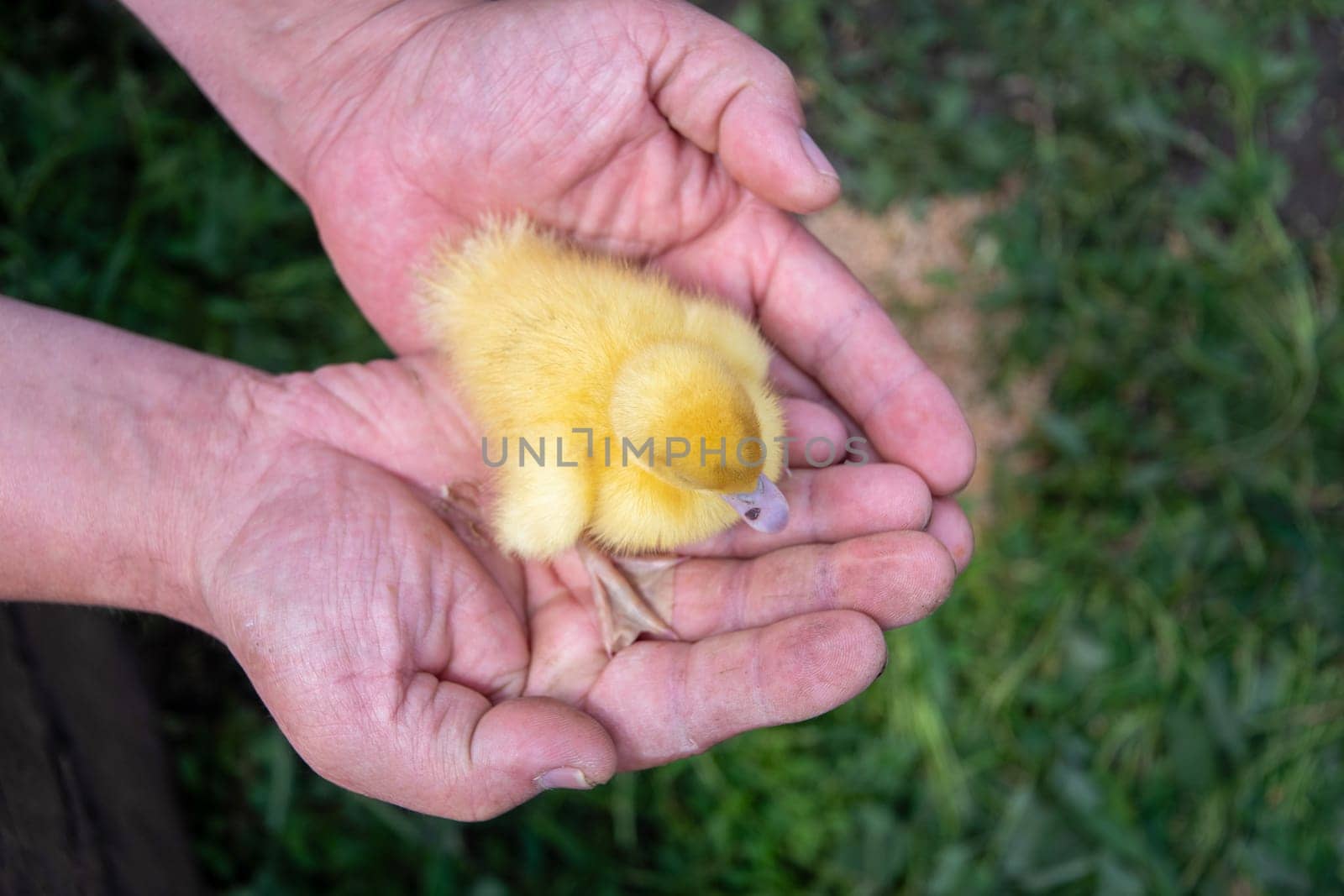 unrecognizable farmer tenderly holding tiny newborn yellow duckling in palms showing care and love for animals, poultry farming,