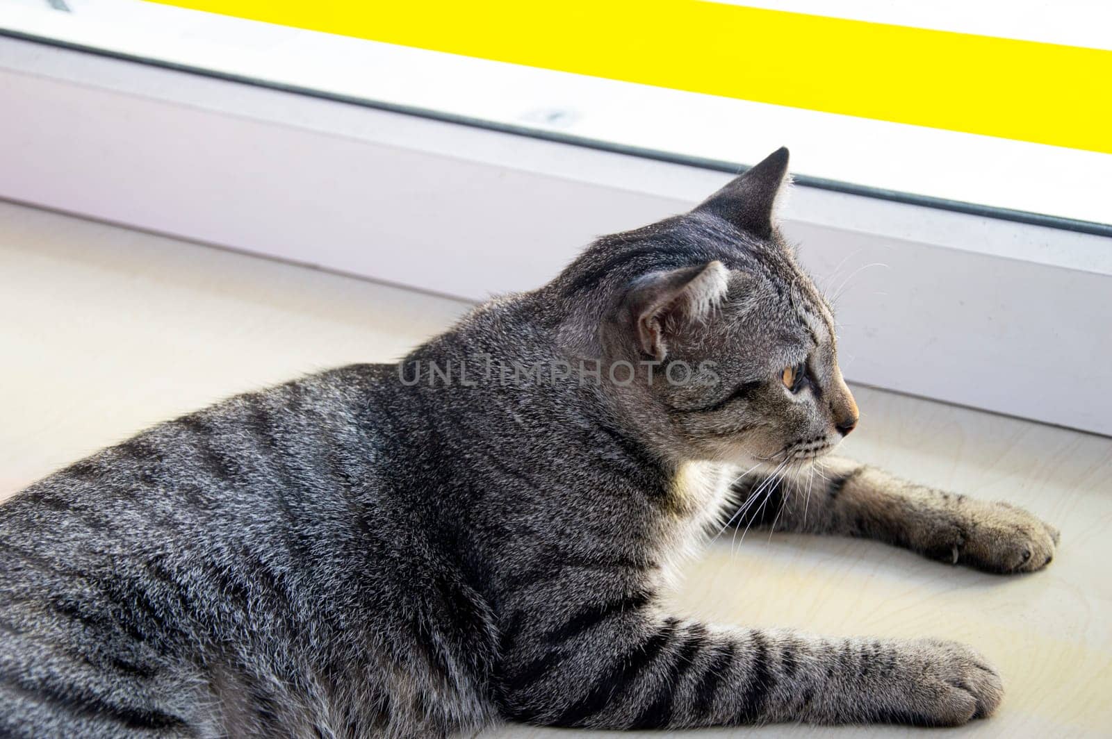 Thai striped cat lying down by boonruen