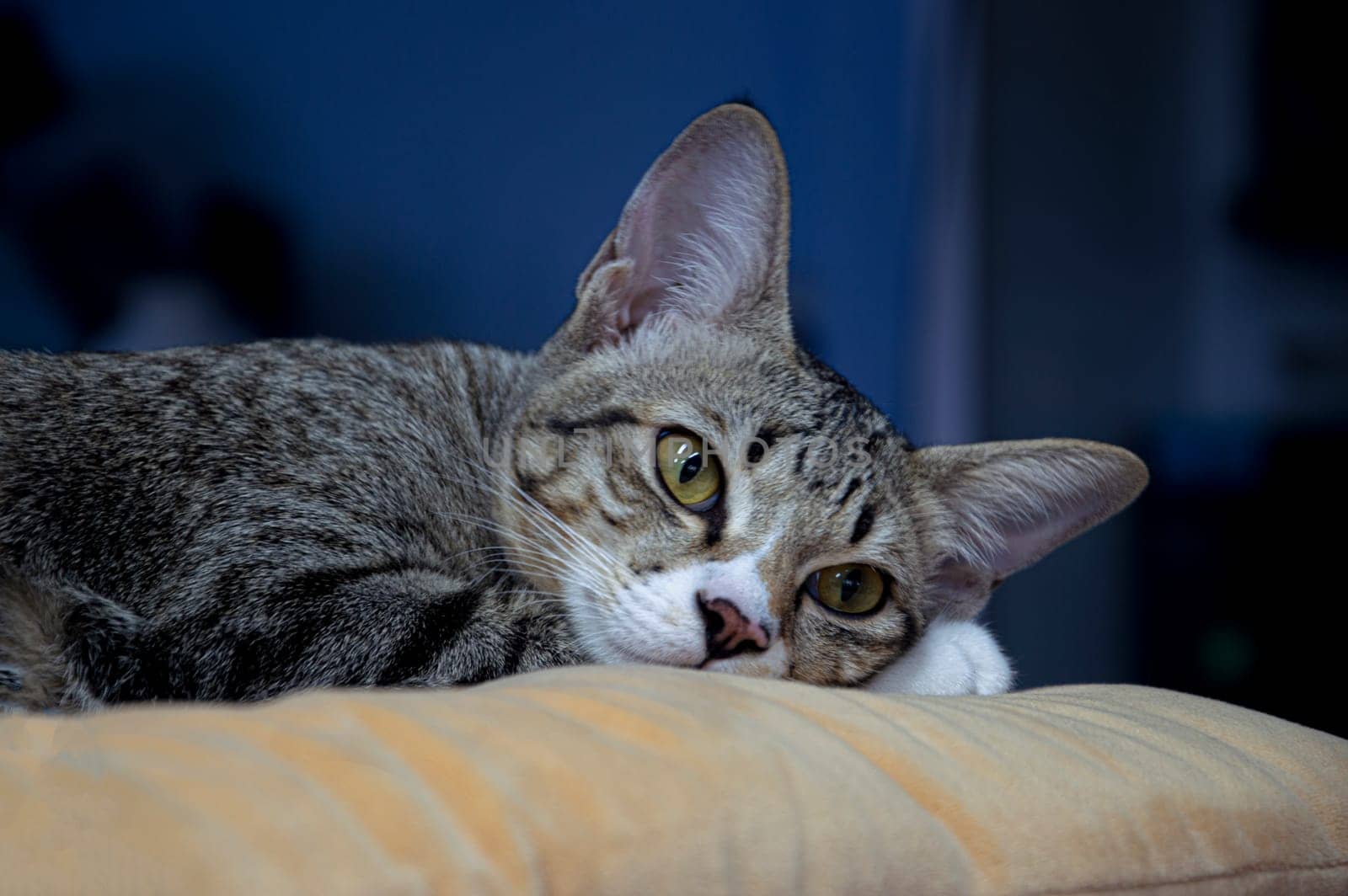 Close-up of sleeping cat, Thai cat with striped hair by boonruen