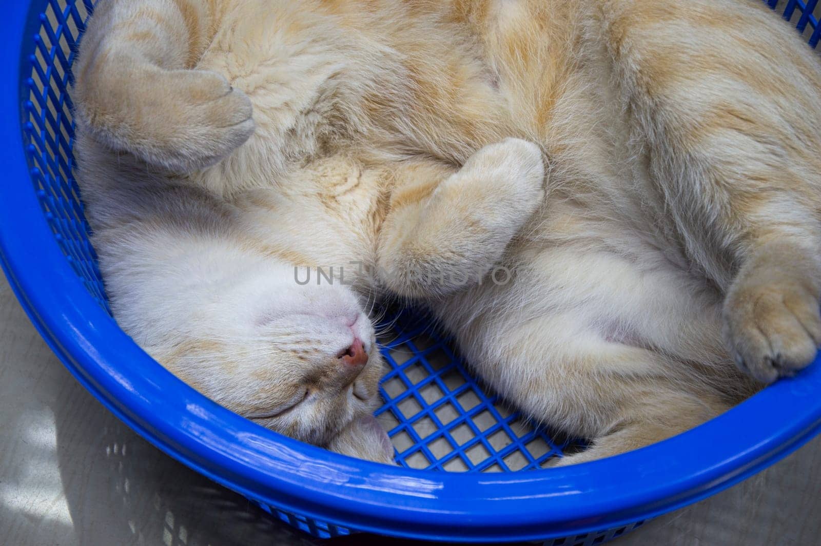 Top view, white and yellow cat lying back in the basket, thai cat