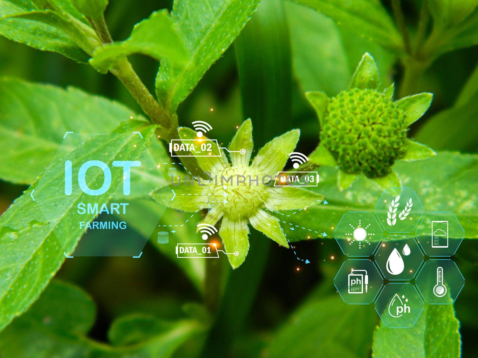 The concept of applying technology, artificial intelligence and IoT to use in agriculture to analyze and increase productivity                               
