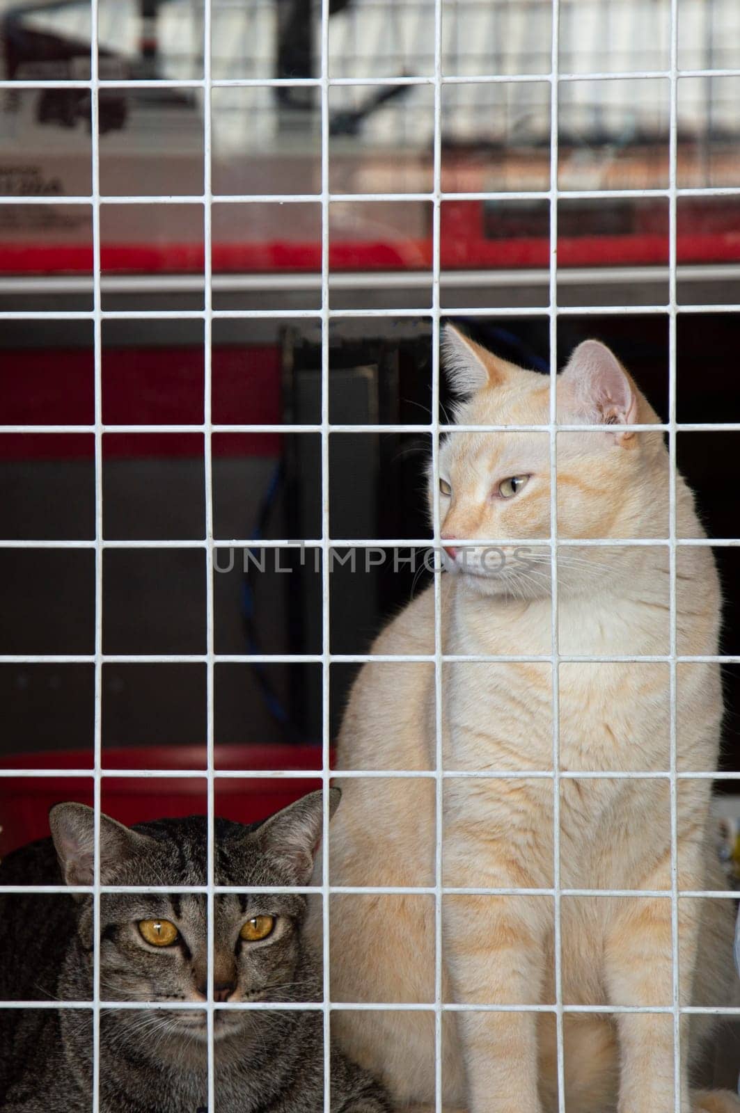 Two Thai cats sit and lie behind the barricades. This is done to prevent escapes which will keep them safe.