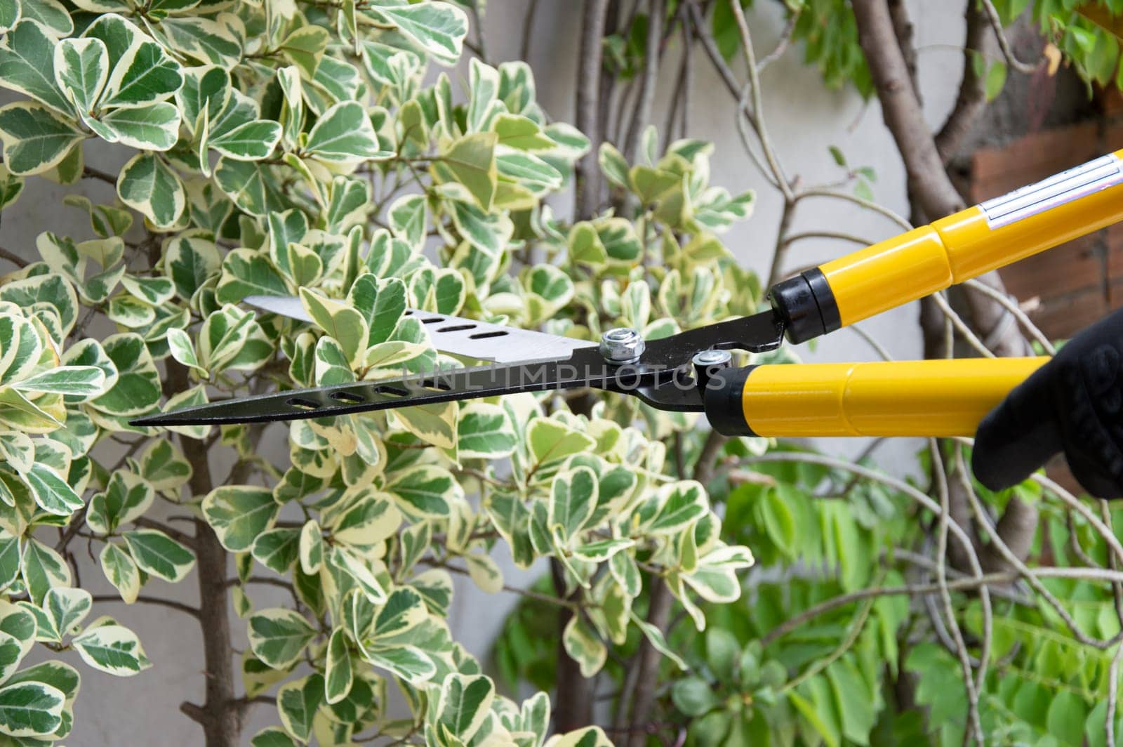 Farmer uses pruning shears yellow pruning scissors
