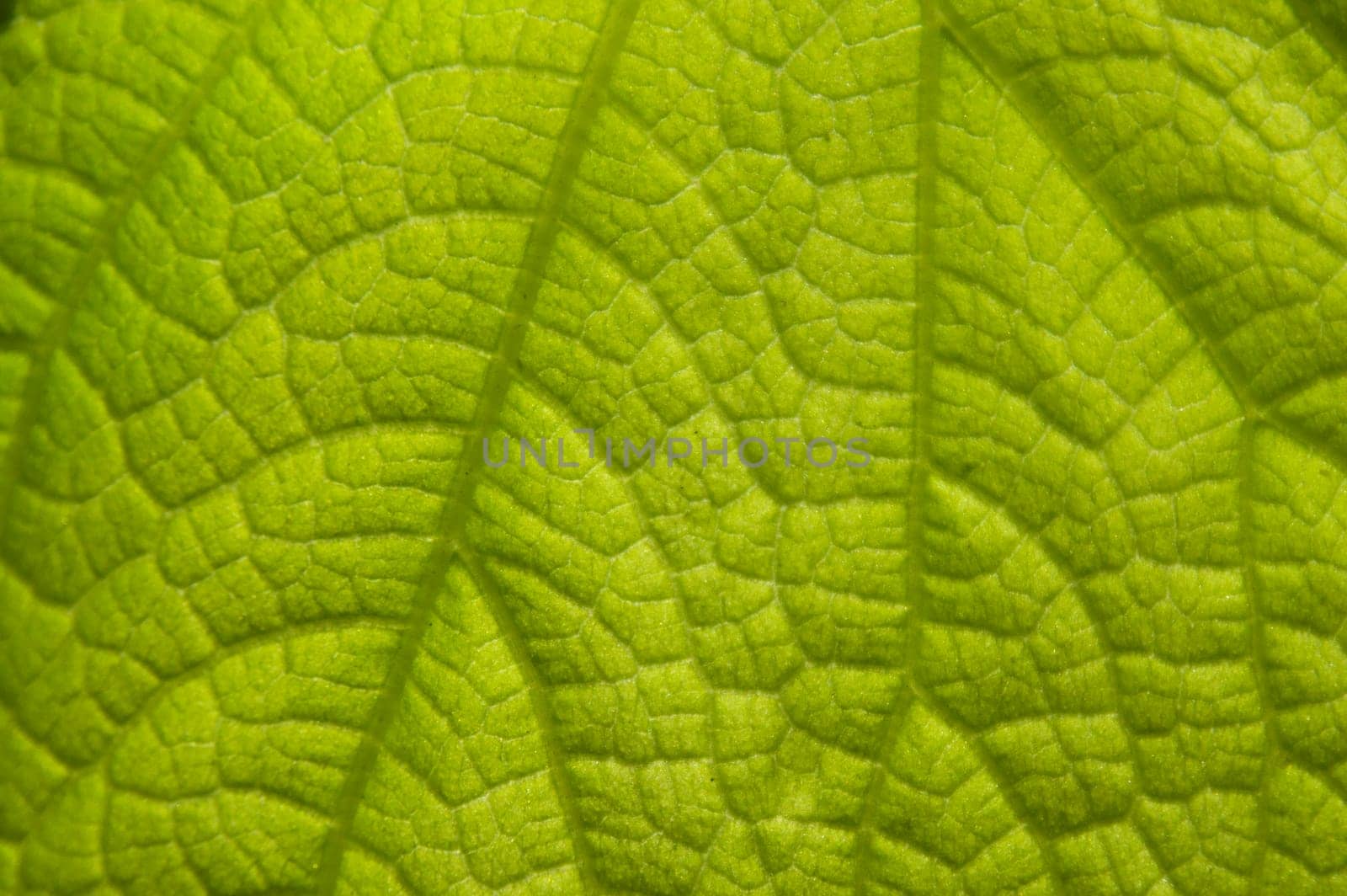 Pattern of light green plant leaves, green background