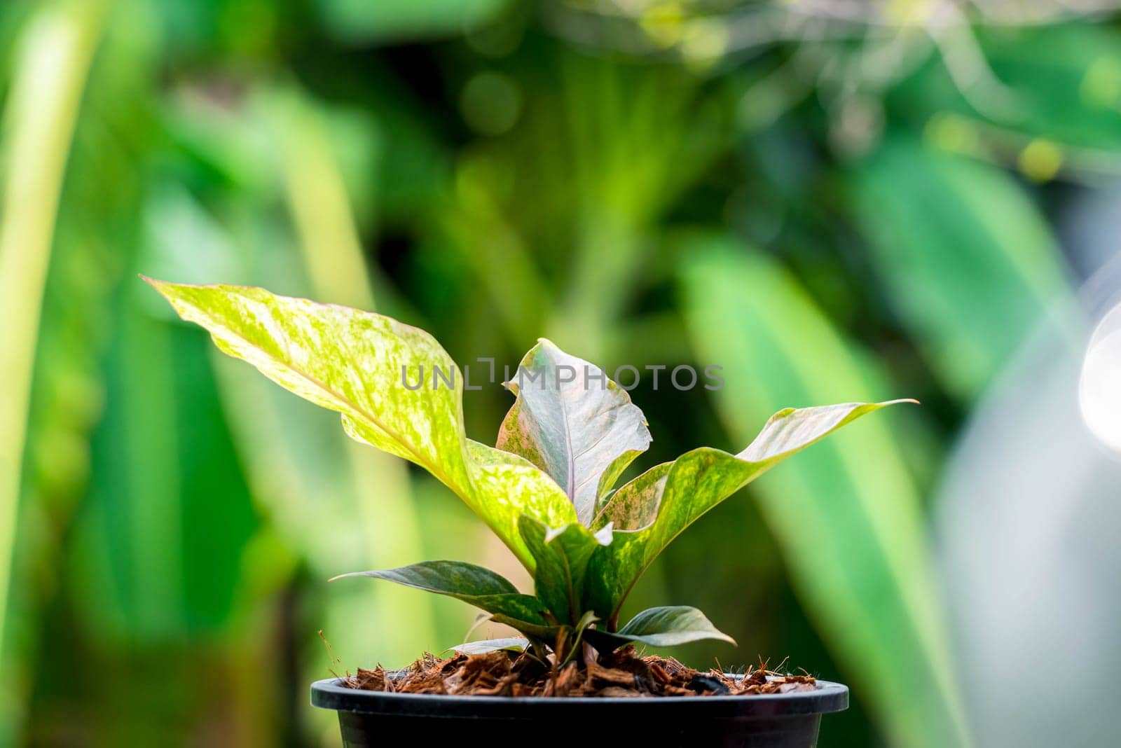 Greenery background, Anthurium Renaissance Variegated, green color of nature plant and leaf environment greenery concept