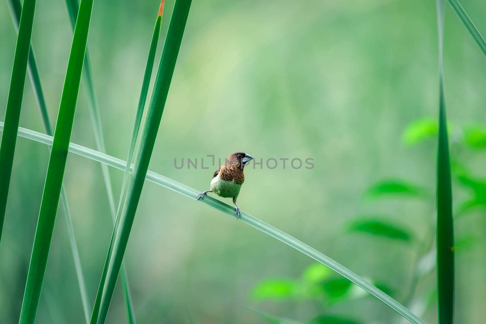 Bird (Scaly-breasted Munia or Lonchura punctulata) white and brown color perched on a tree in a nature wild