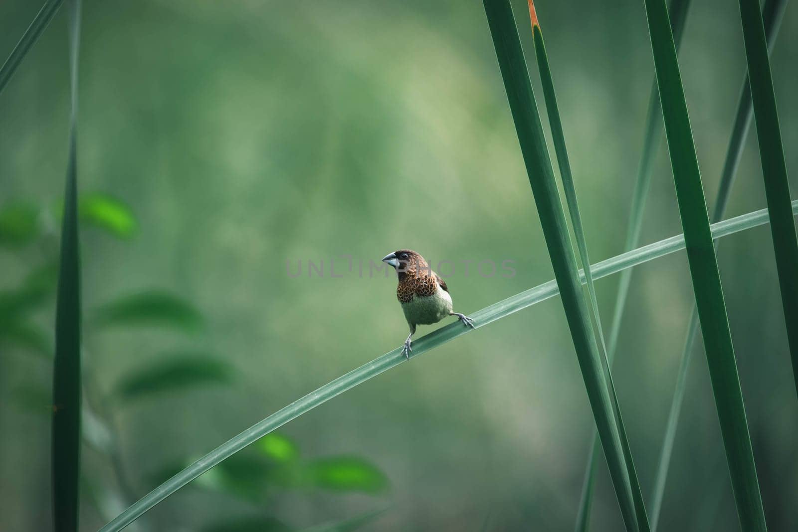 Bird (Scaly-breasted Munia or Lonchura punctulata) white and brown color perched on a tree in a nature wild