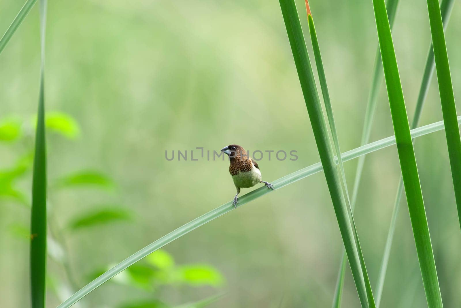 Bird (Scaly-breasted Munia or Lonchura punctulata) white and brown color perched on a tree in a nature wild
