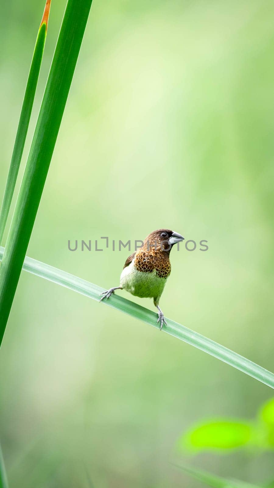Bird (Scaly-breasted Munia or Lonchura punctulata) white and brown color perched on a tree in a nature wild