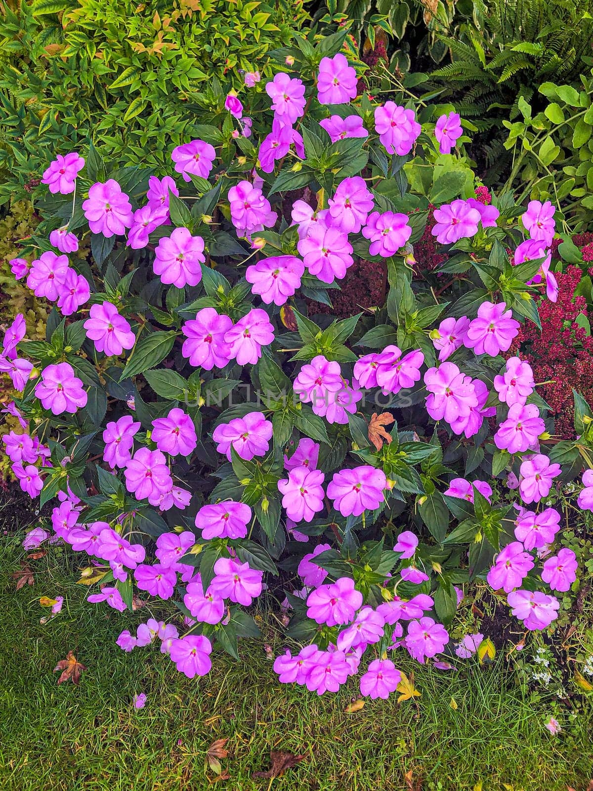Bush of pink blossoming flowers on green leaves background.