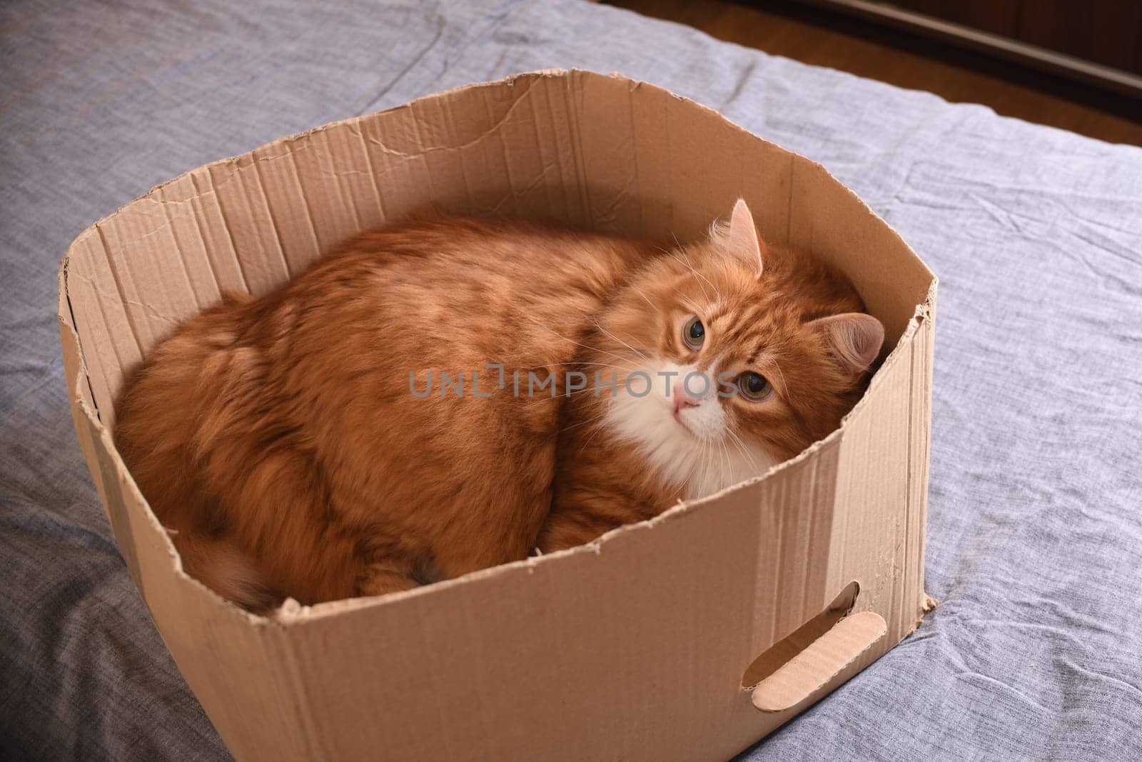 A ginger cat lies in a cardboard box, his gaze is directed upward.
