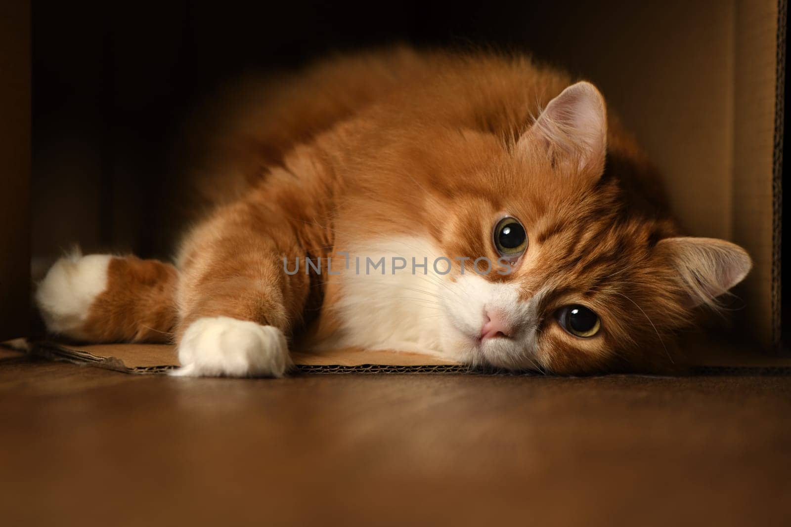 Ginger cat lying in a box, looking ahead. Close-up