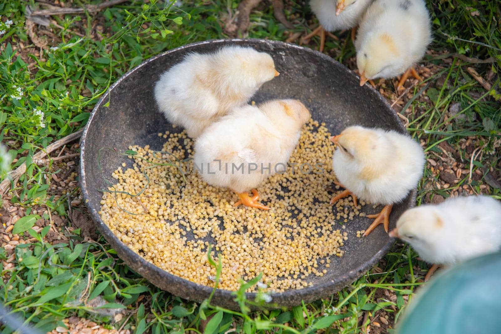 small white fluffy chickens sitting in a large bowl of grain and learning to eat, Scene showing life on a farm and caring for poultry,