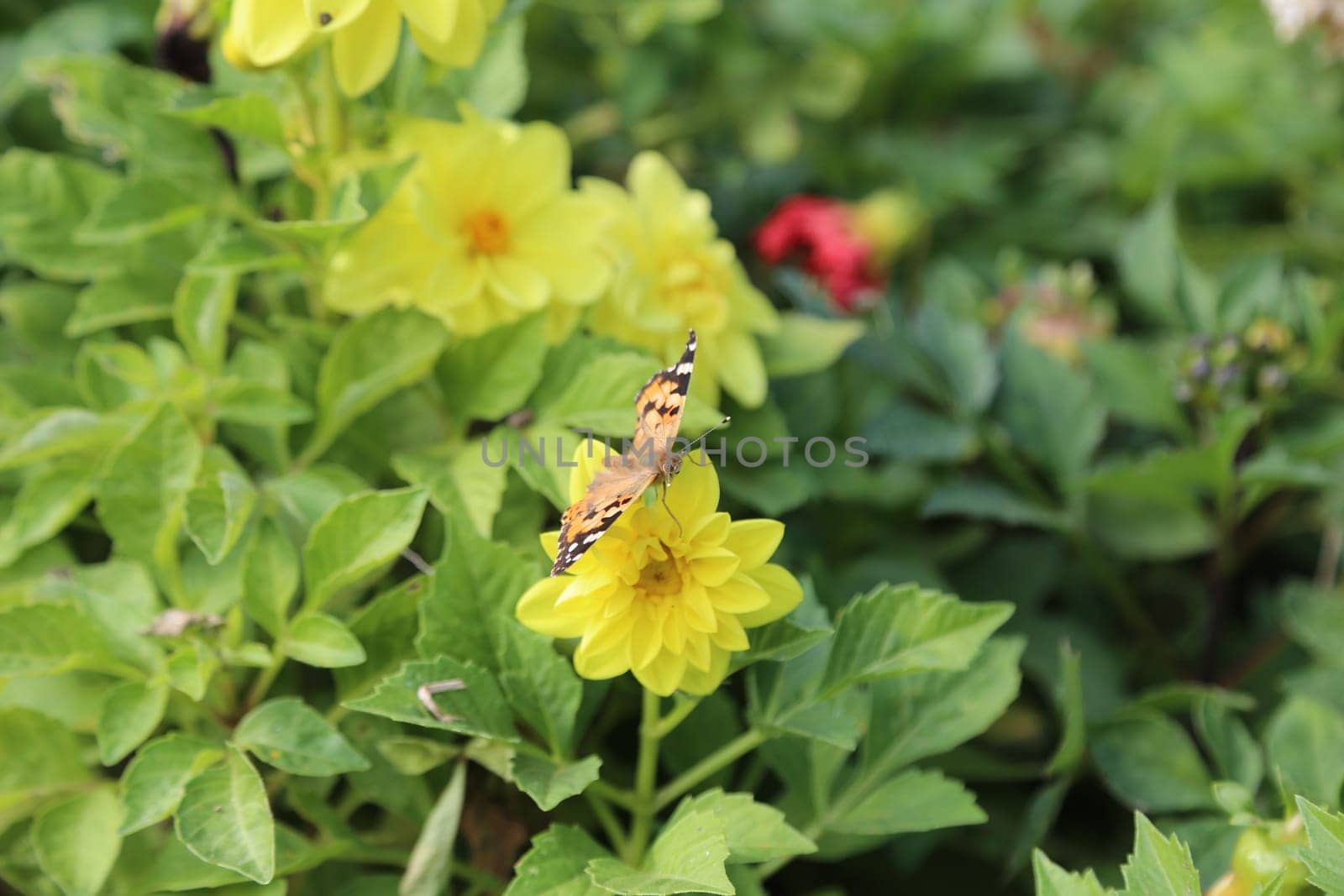 beautiful yellow and red flowers in the garden, botanical view, plant, flora summer autumn nature green leaves background landscape. High quality photo