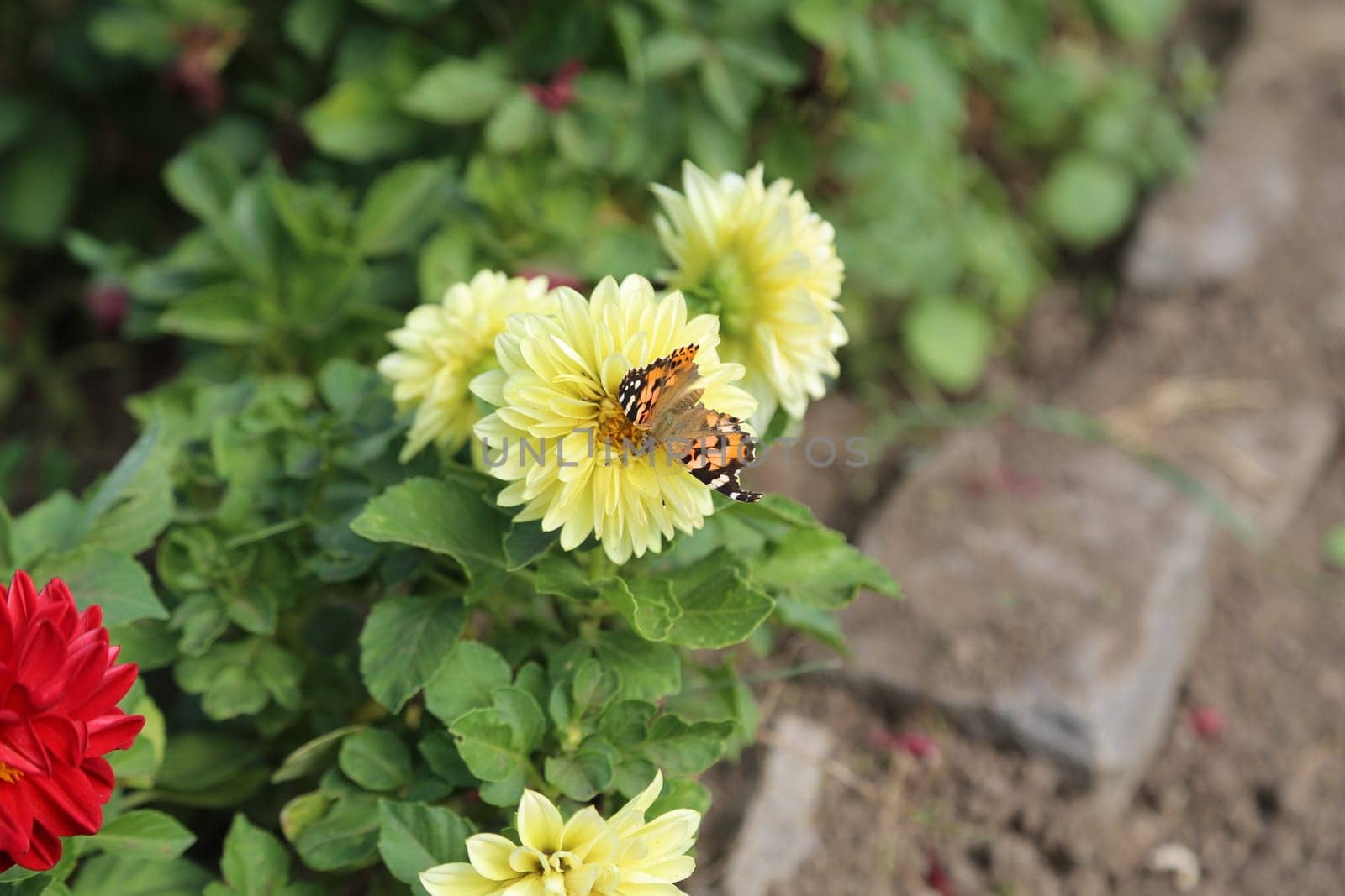beautiful yellow and red flowers in the garden, botanical view, plant, flora summer autumn nature green leaves background landscape. High quality photo