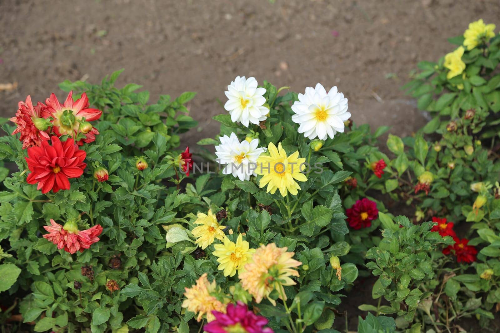 beautiful yellow and red flowers in the garden, botanical view, plant, flora summer autumn nature green leaves background landscape. High quality photo