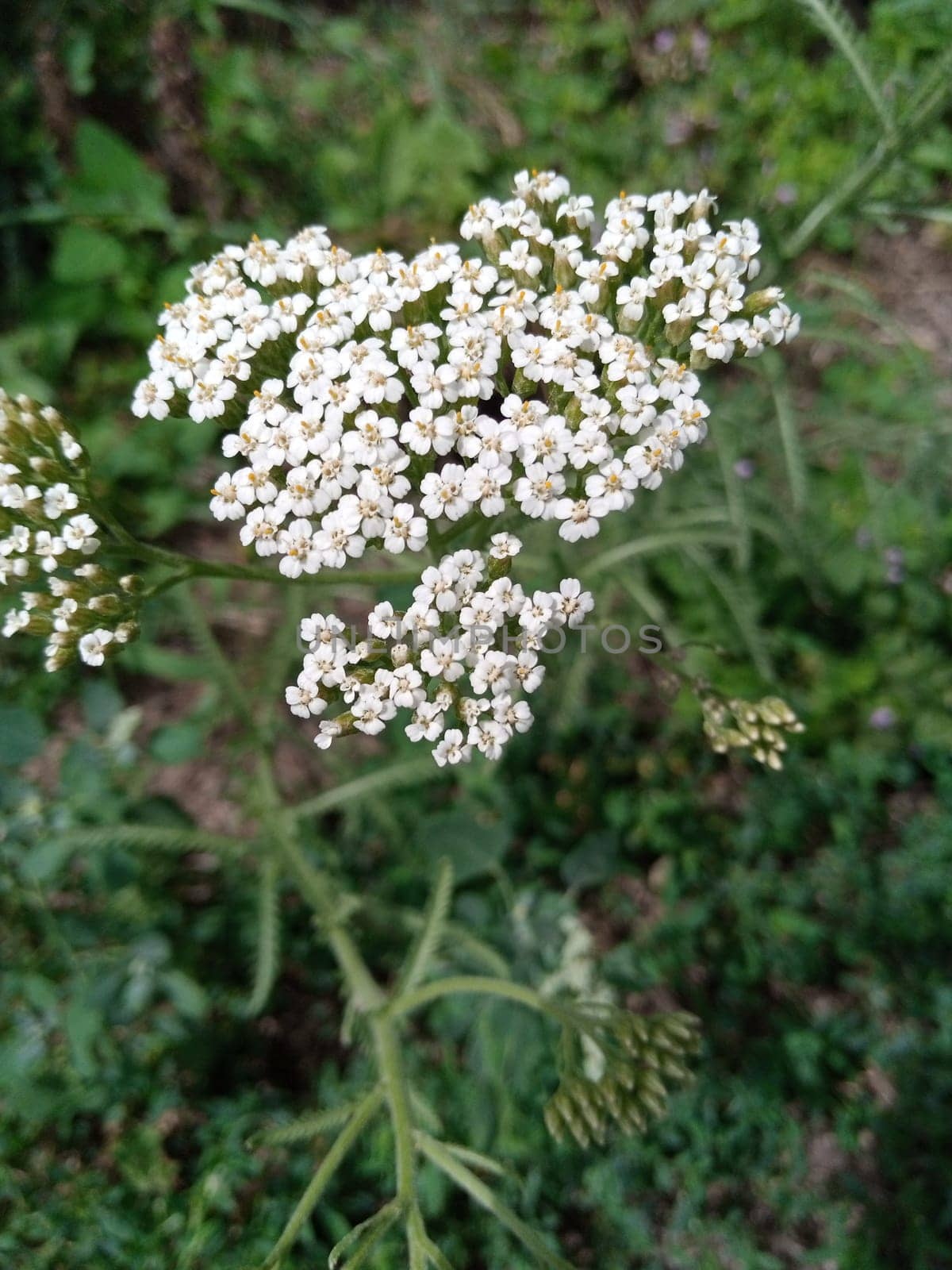 Clusters of small white flowers are blooming on a tall green stem in a vibrant garden. The lush greenery surrounds the delicate blossoms, creating a peaceful summer atmosphere.