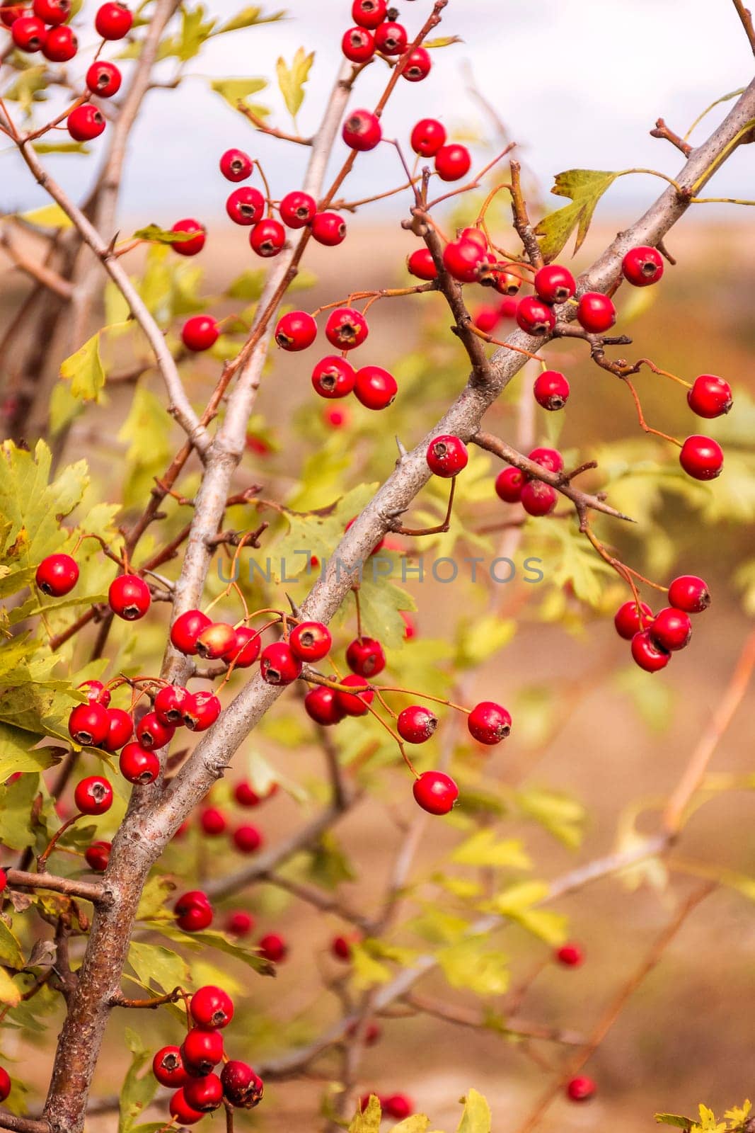 Red berries growing on a branch in nature. Ripe berries of hunger. Close-up of berries, on a sunny day.