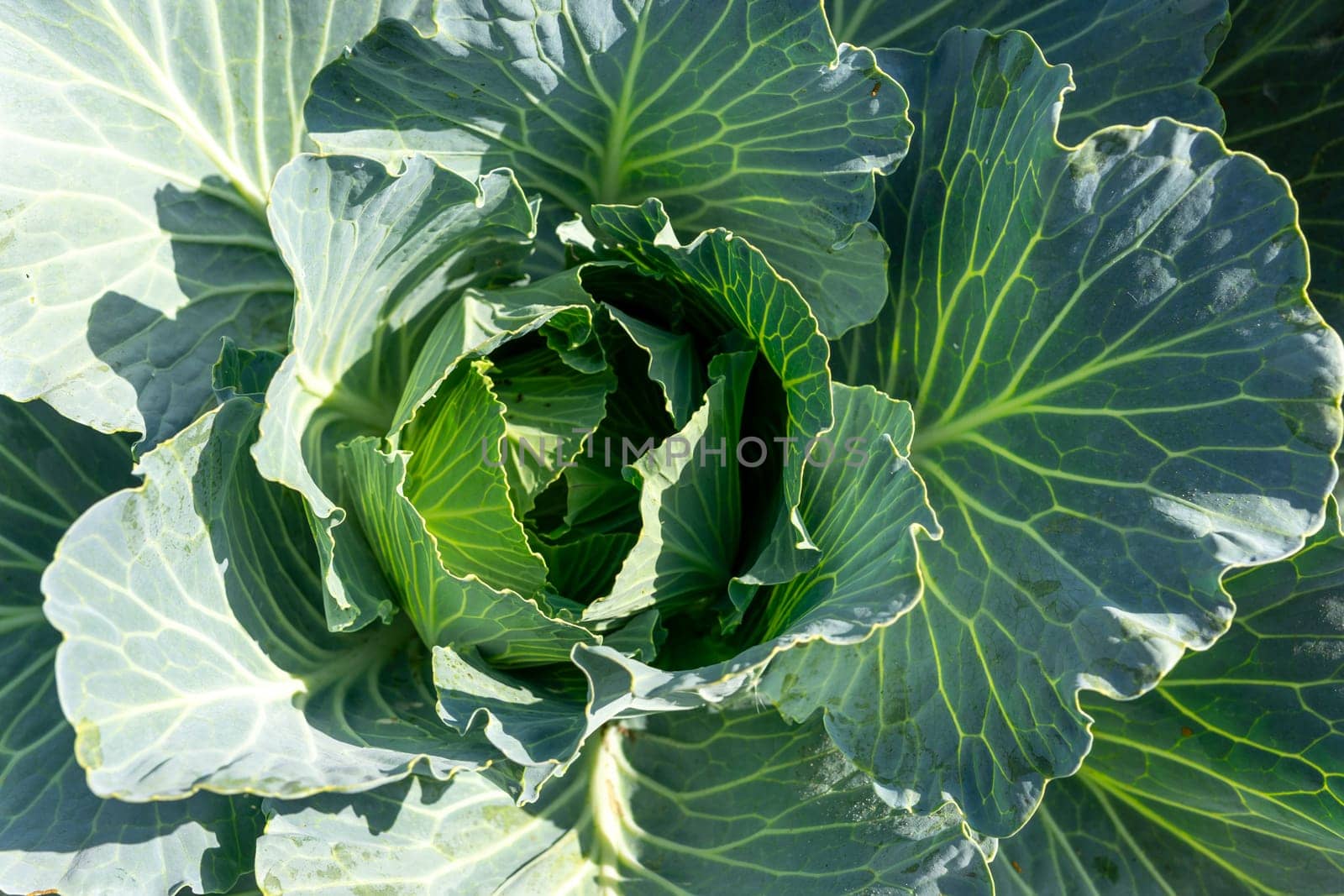 Lush green cabbage with vibrant leaves is thriving in a vegetable garden. The sunlight enhances the texture and color of the leaves, showcasing healthy growth in summer.