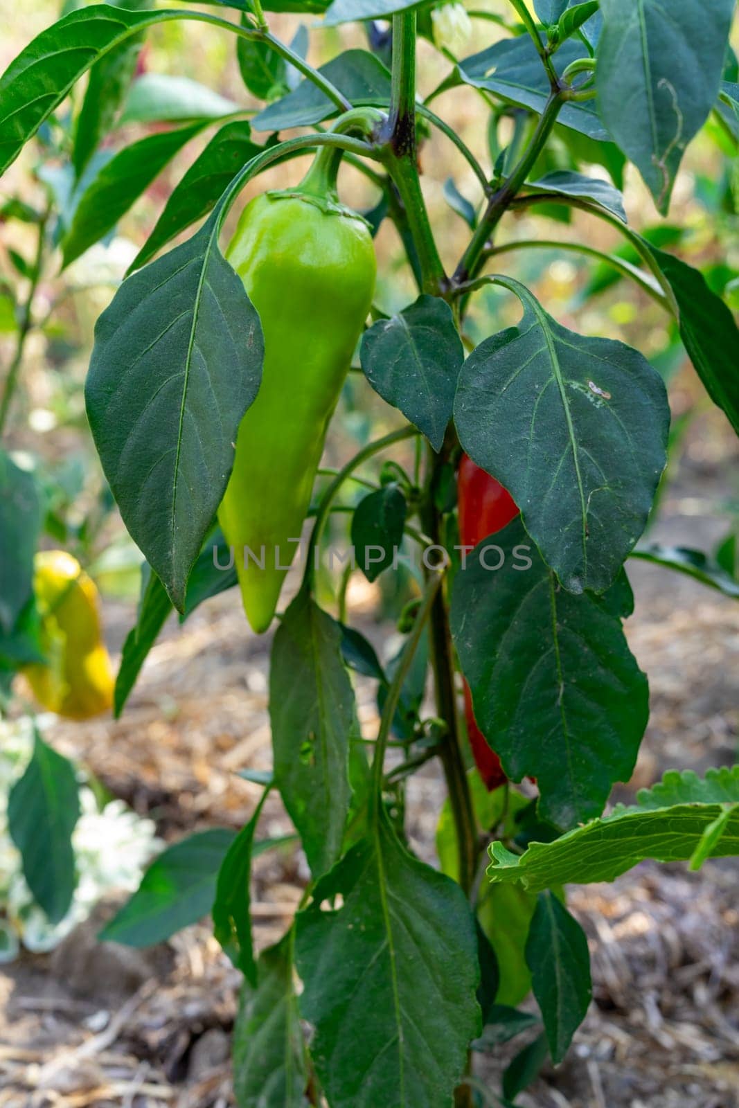Bell peppers in various stages of ripeness thrive on a healthy plant surrounded by lush green foliage under bright sunlight. This vibrant garden is alive with agricultural beauty.