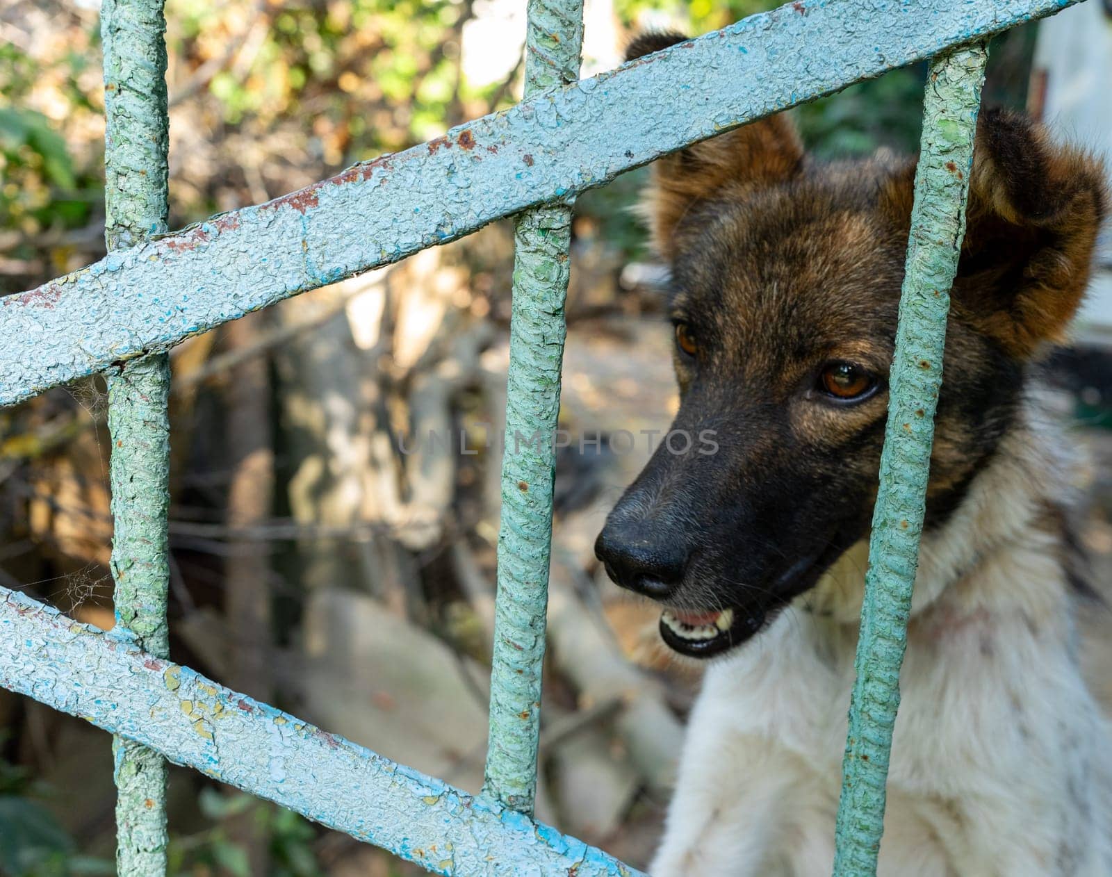 A stray dog with a mix of brown and white fur peers curiously through the bars of a rusty metal fence in an urban setting. The sunlight highlights its attentive expression.