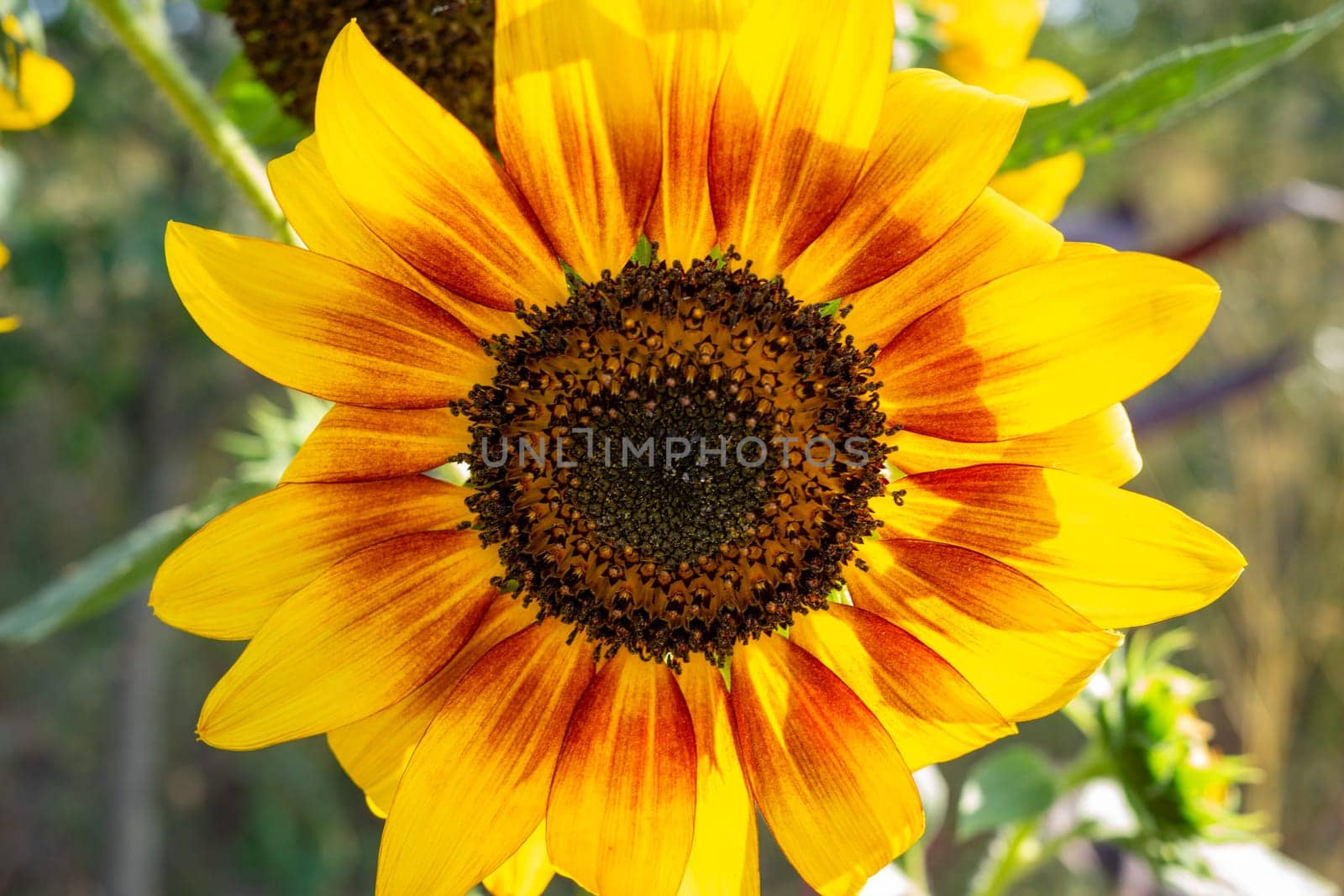 A vibrant sunflower stands tall in a lush field, showcasing its bright yellow petals and dark center. The warm sunlight enhances its colors, embodying the beauty of late summer.