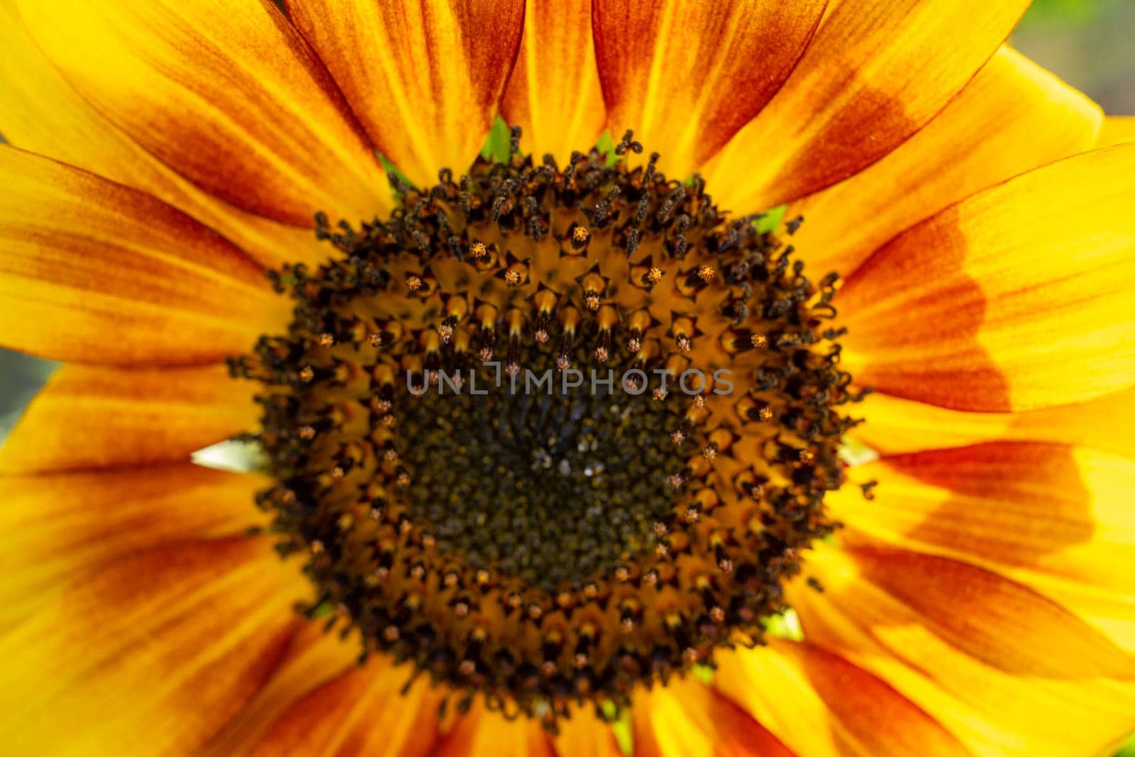 Bright sunflower blooms under the summer sun, showcasing its striking yellow petals and intricate center filled with seeds. Nature thrives in this lively scene of growth.