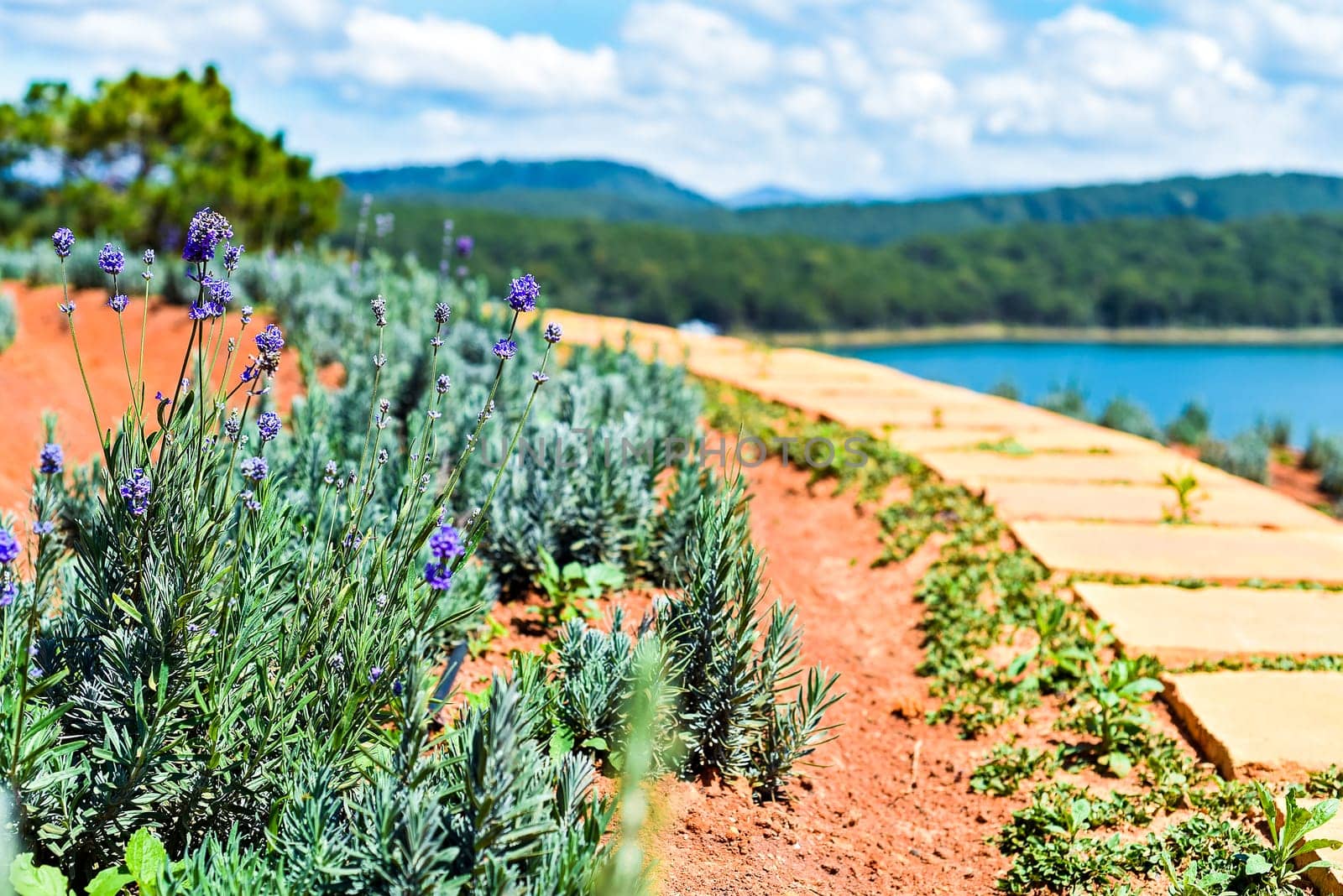 Lavender field with fresh bushes against lake and mountains in Da Lat Vietnam