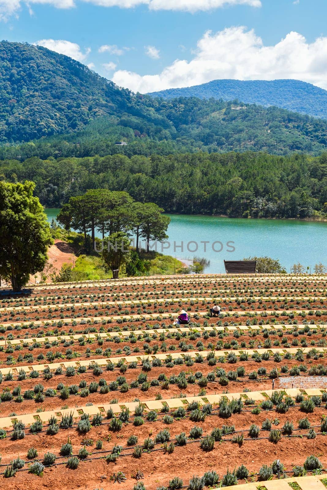 Lavender field with fresh bushes against lake and mountains in Da Lat Vietnam
