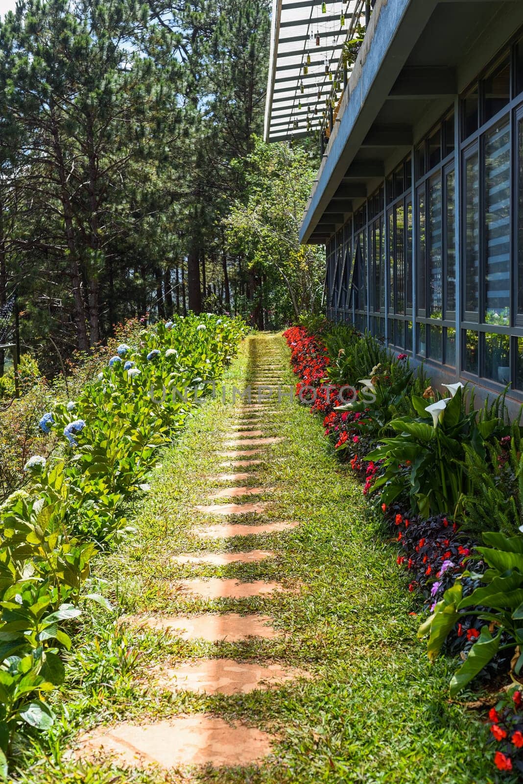 Begonia flowers and blue Hydrangea growing along the walkway near house, gardening decoration