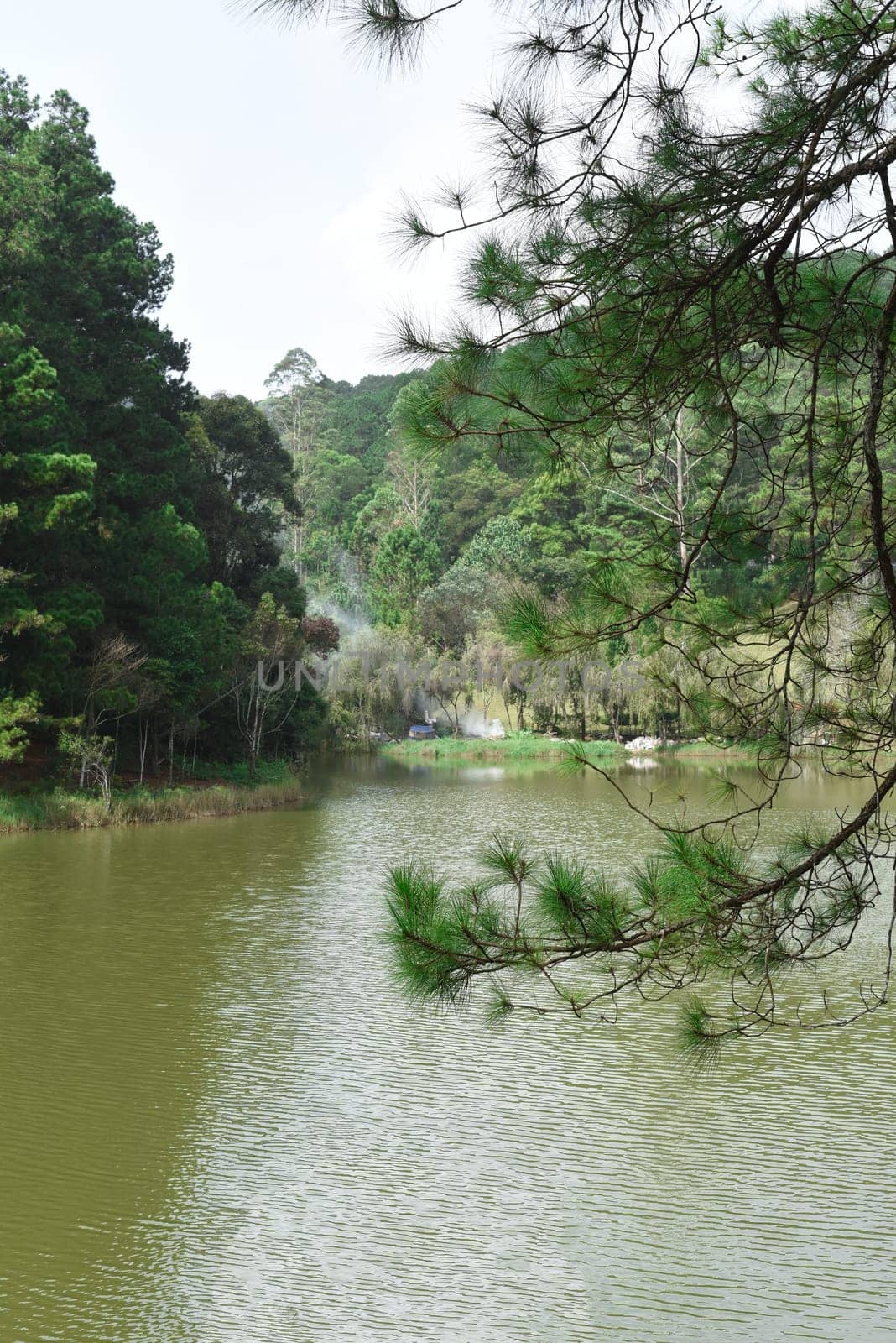 Pine forest near lake in Da Lat city in Vietnam